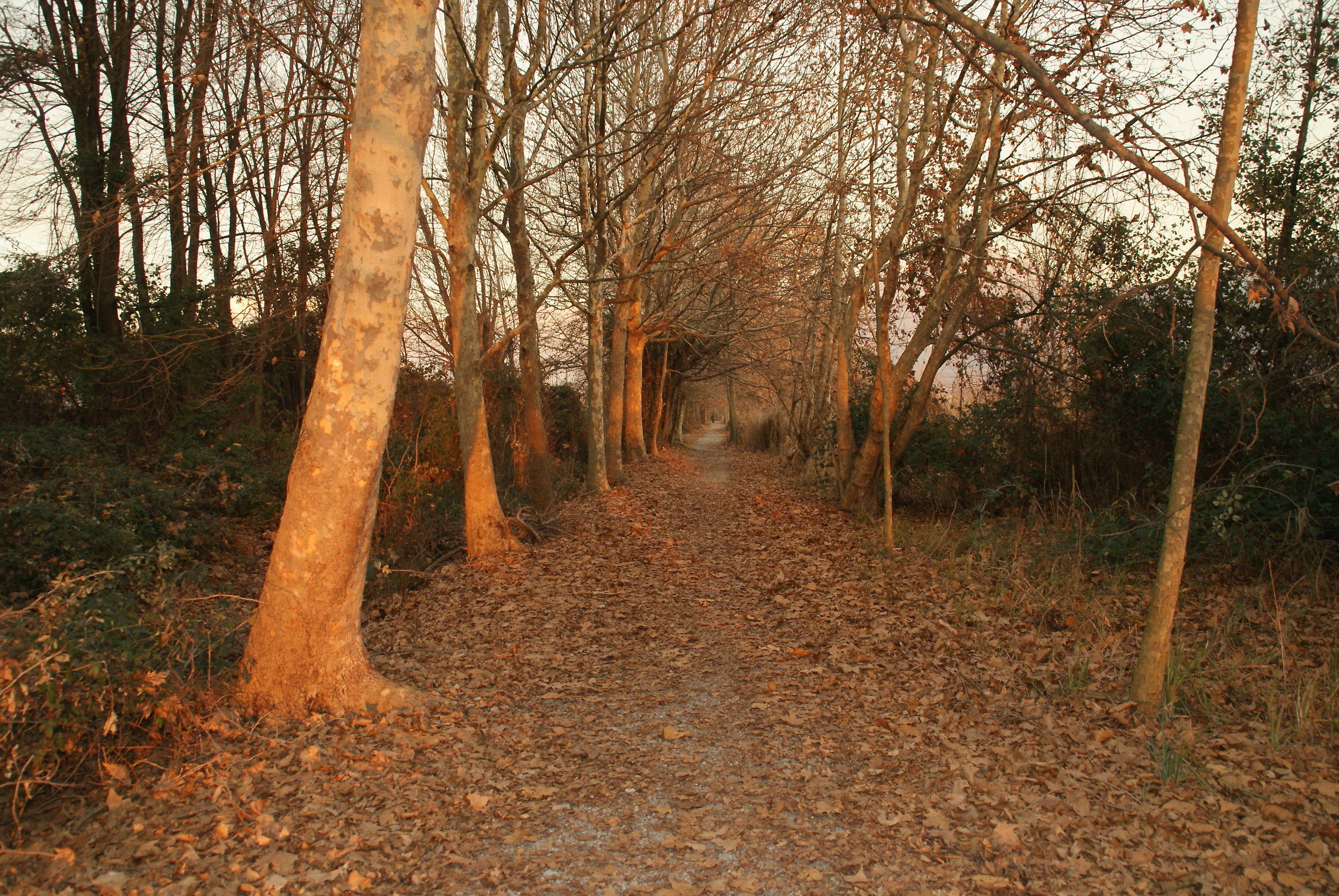 sentiero lato nord torbiere di Iseo