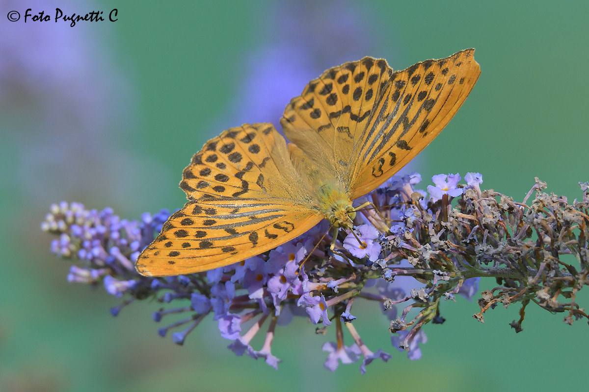 Argynnis Paphia