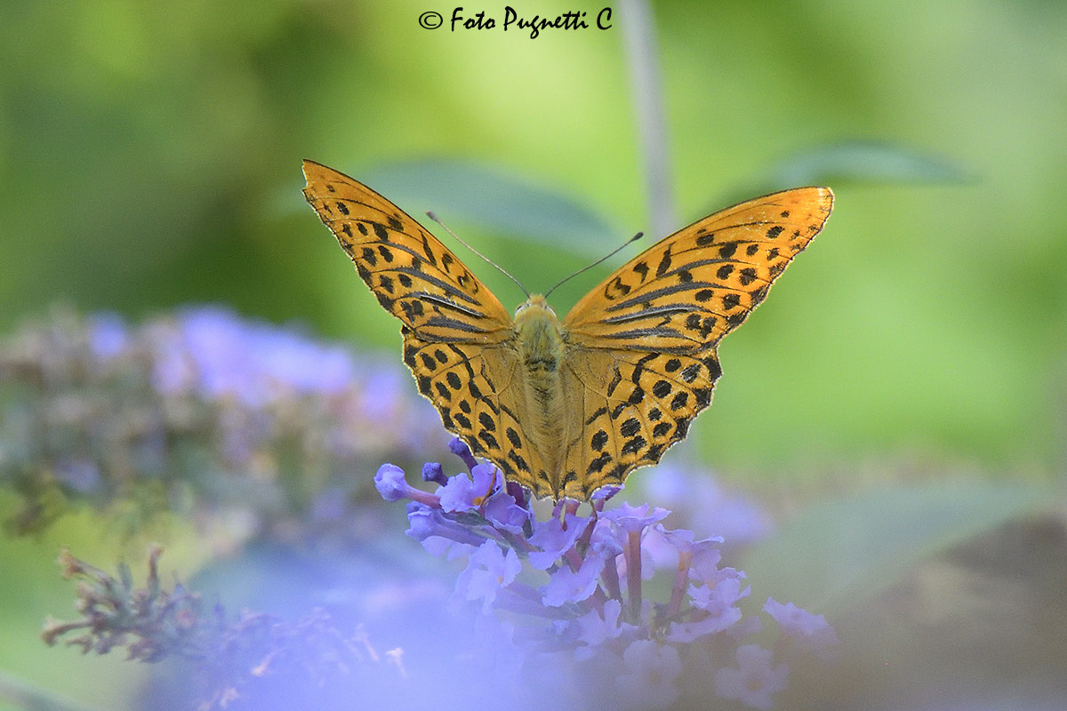 Argynnis Paphia