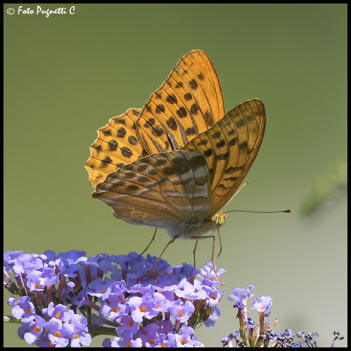 Argynnis Paphia