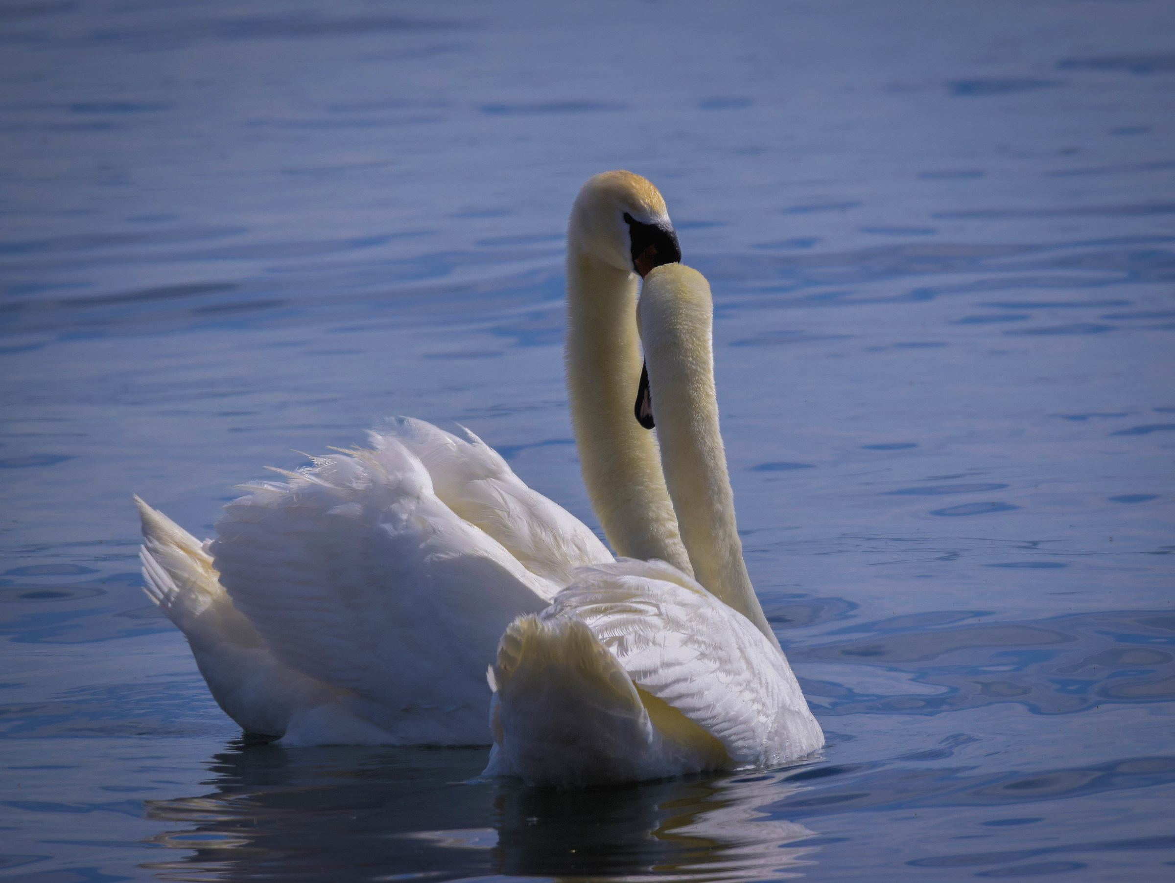 Swans in Love