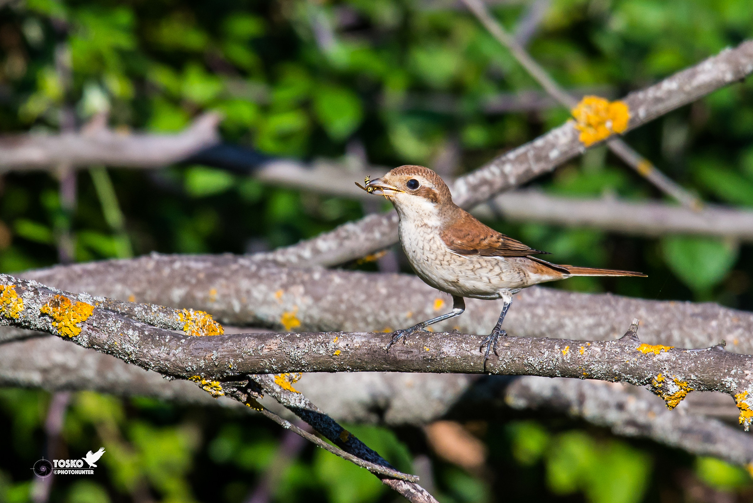 Her little girl (Larius Collurius)