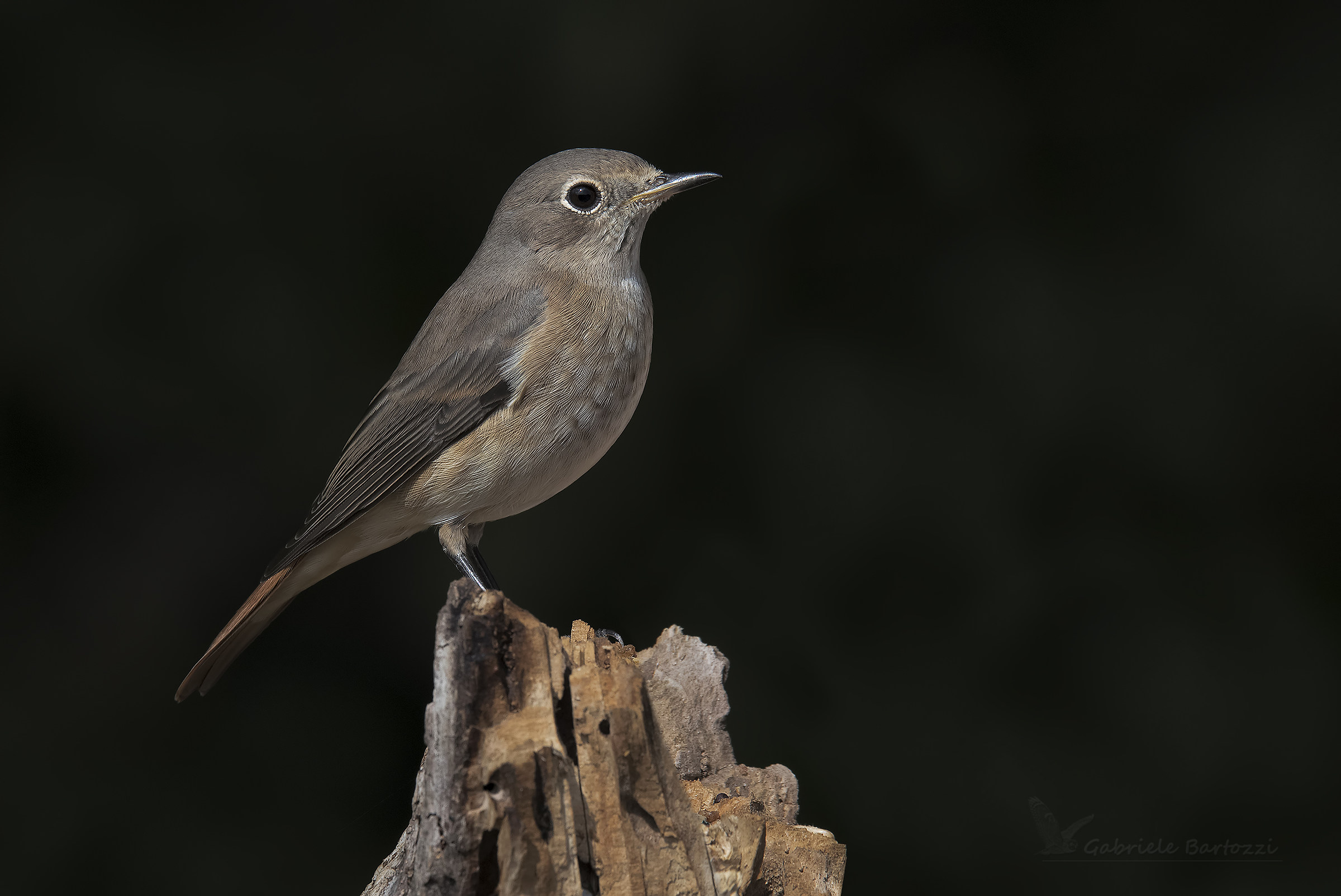 Giovane codirosso femmina