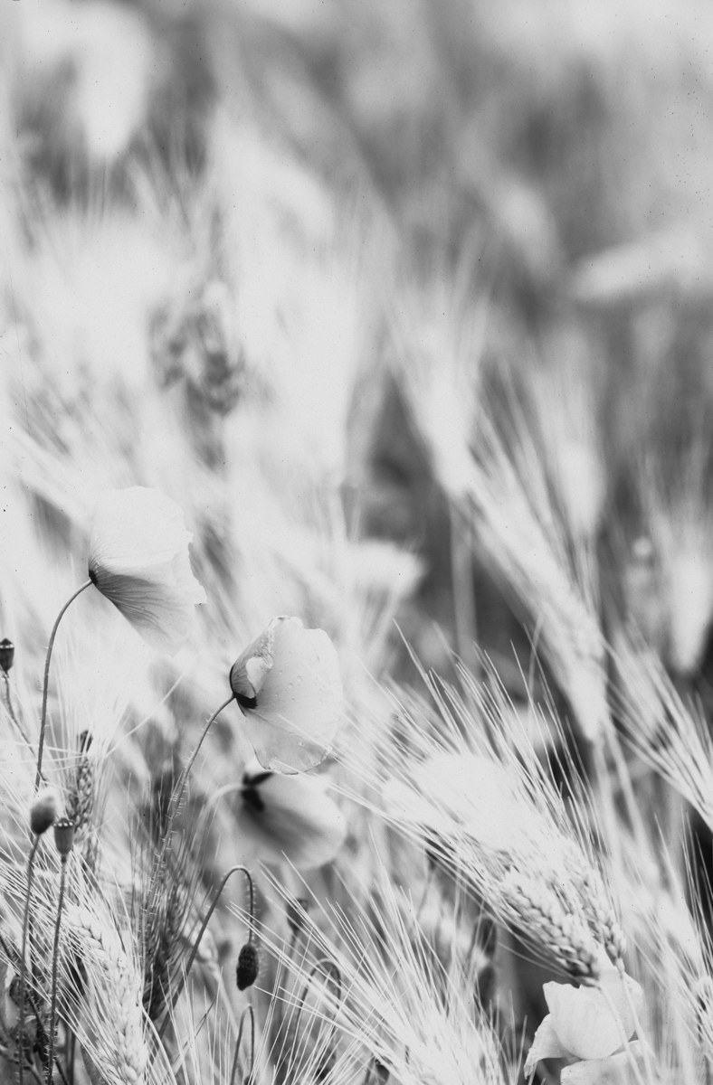 Poppies in B&W