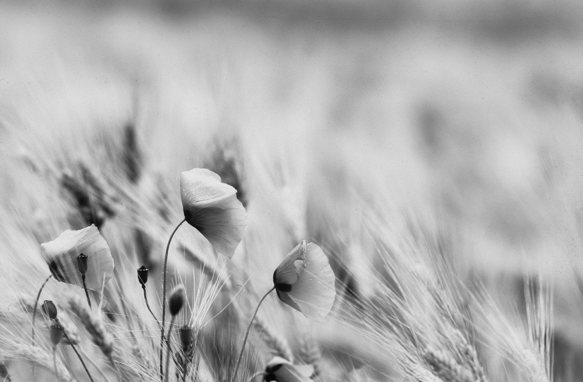 Papaveri in B&W 2