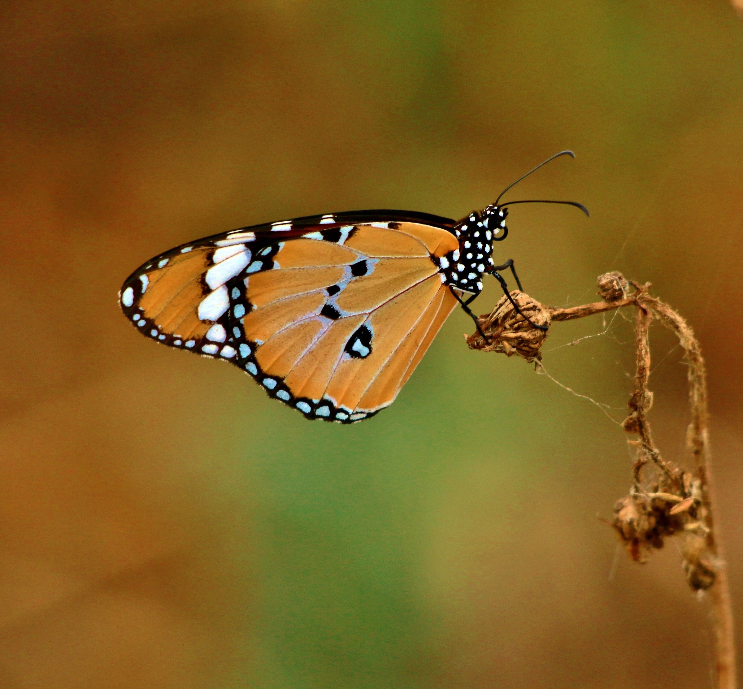 Danaus Chrysippus
