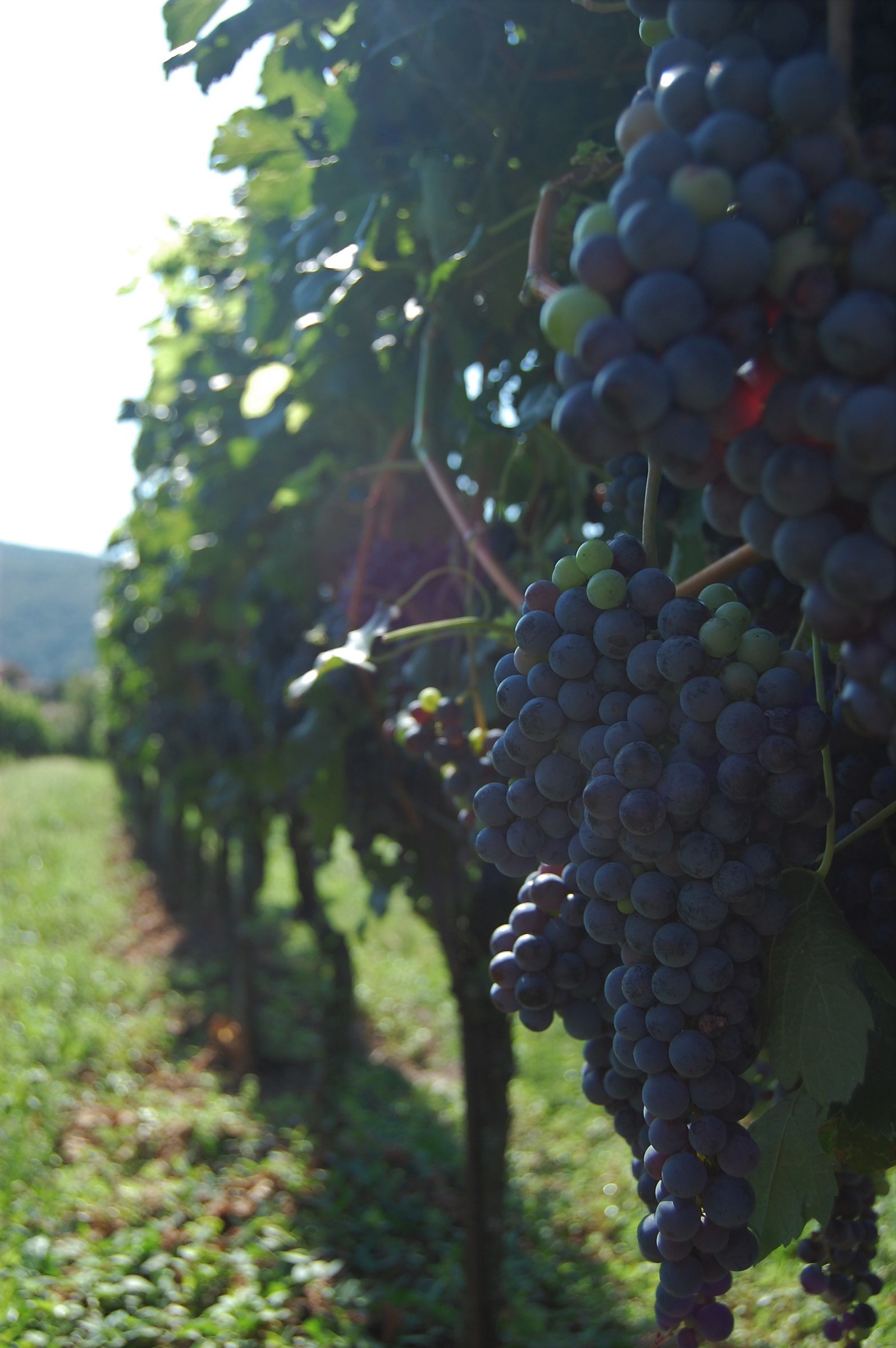 Vigneto in franciacorta