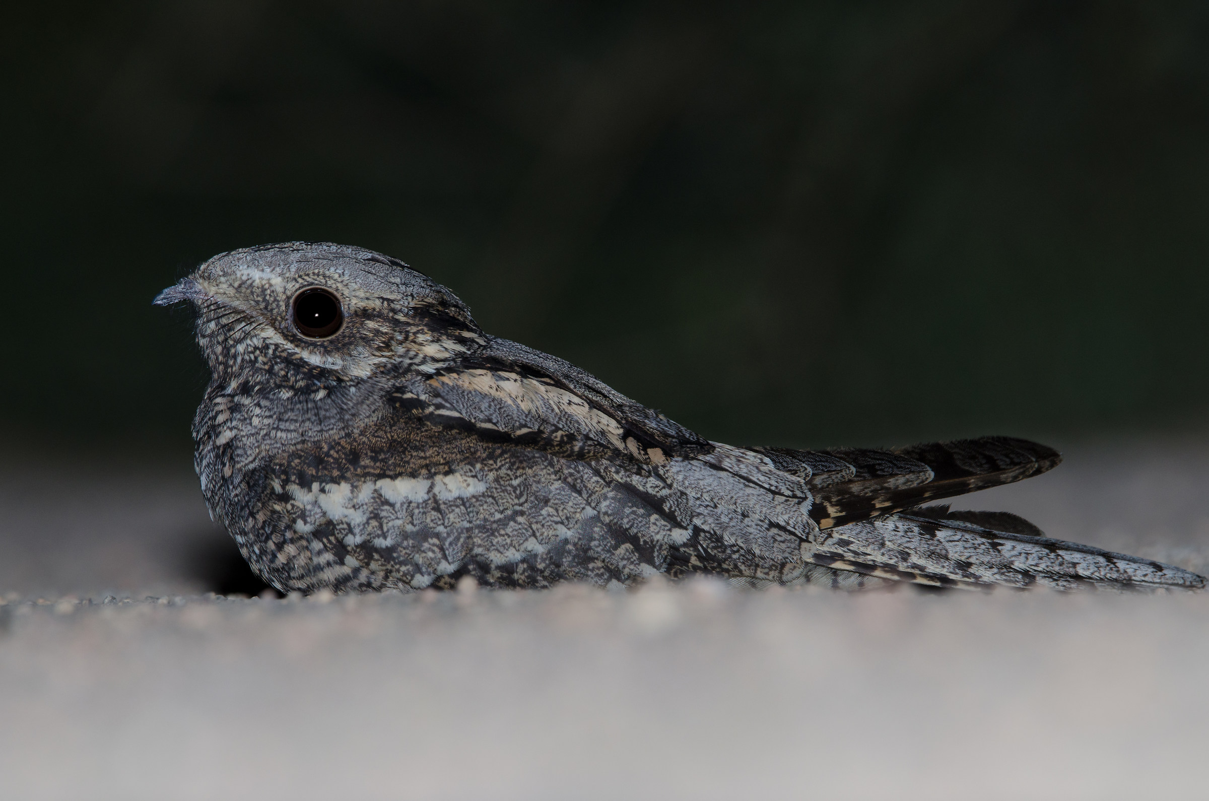 Nightjar