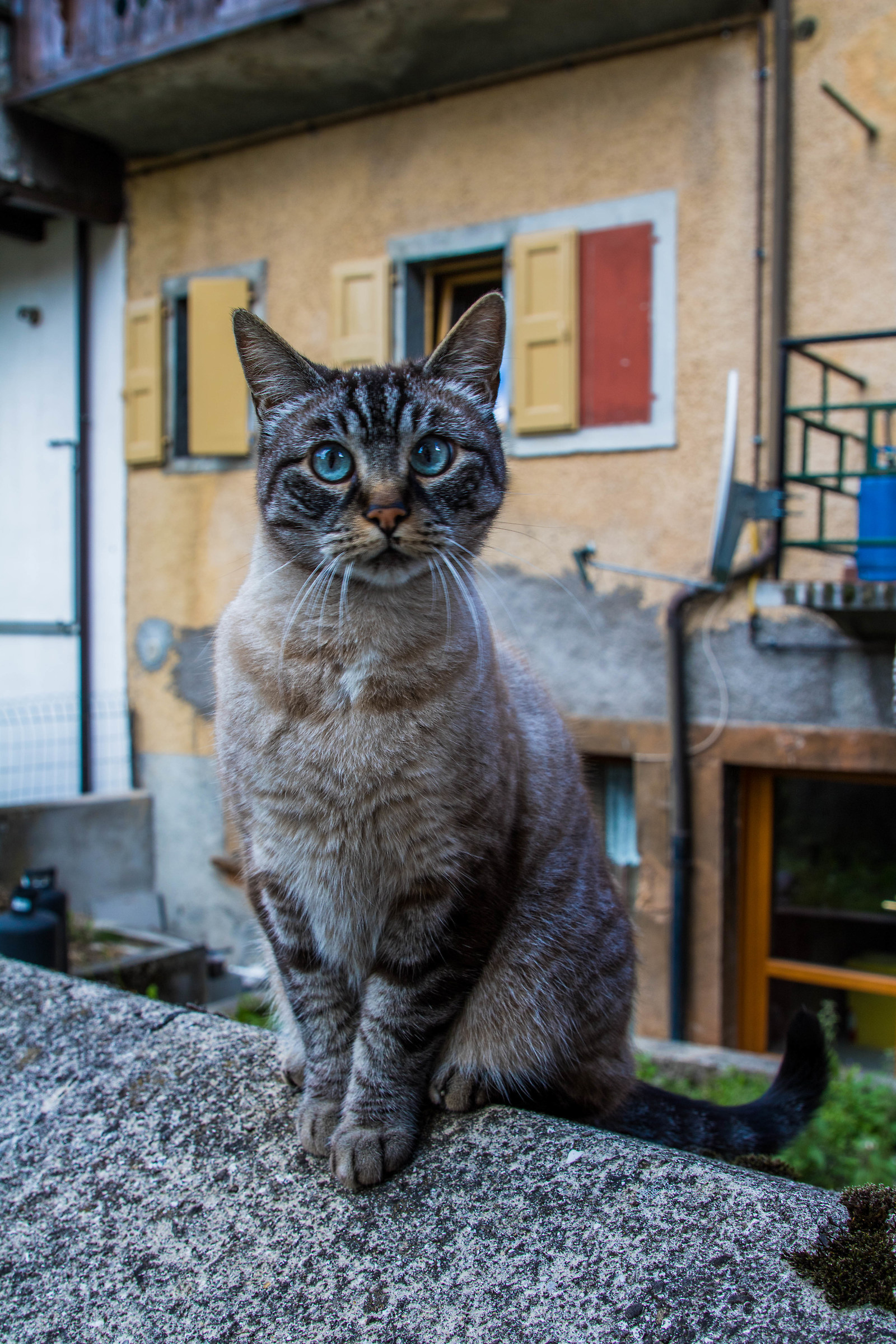 La gatta sul muretto