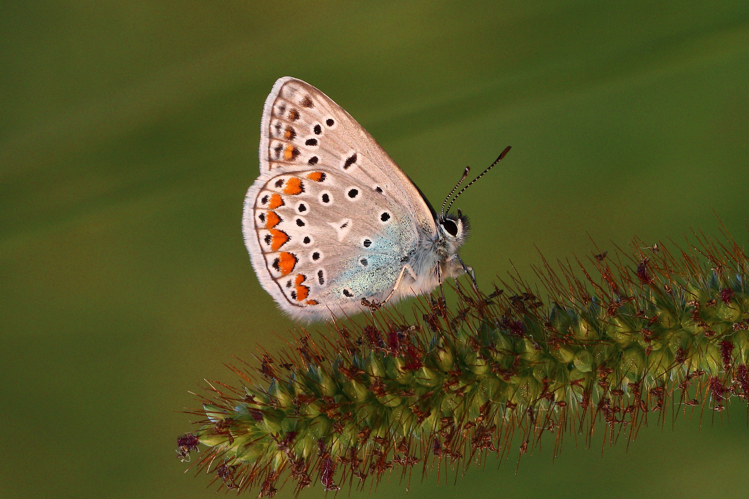 Polyommatus