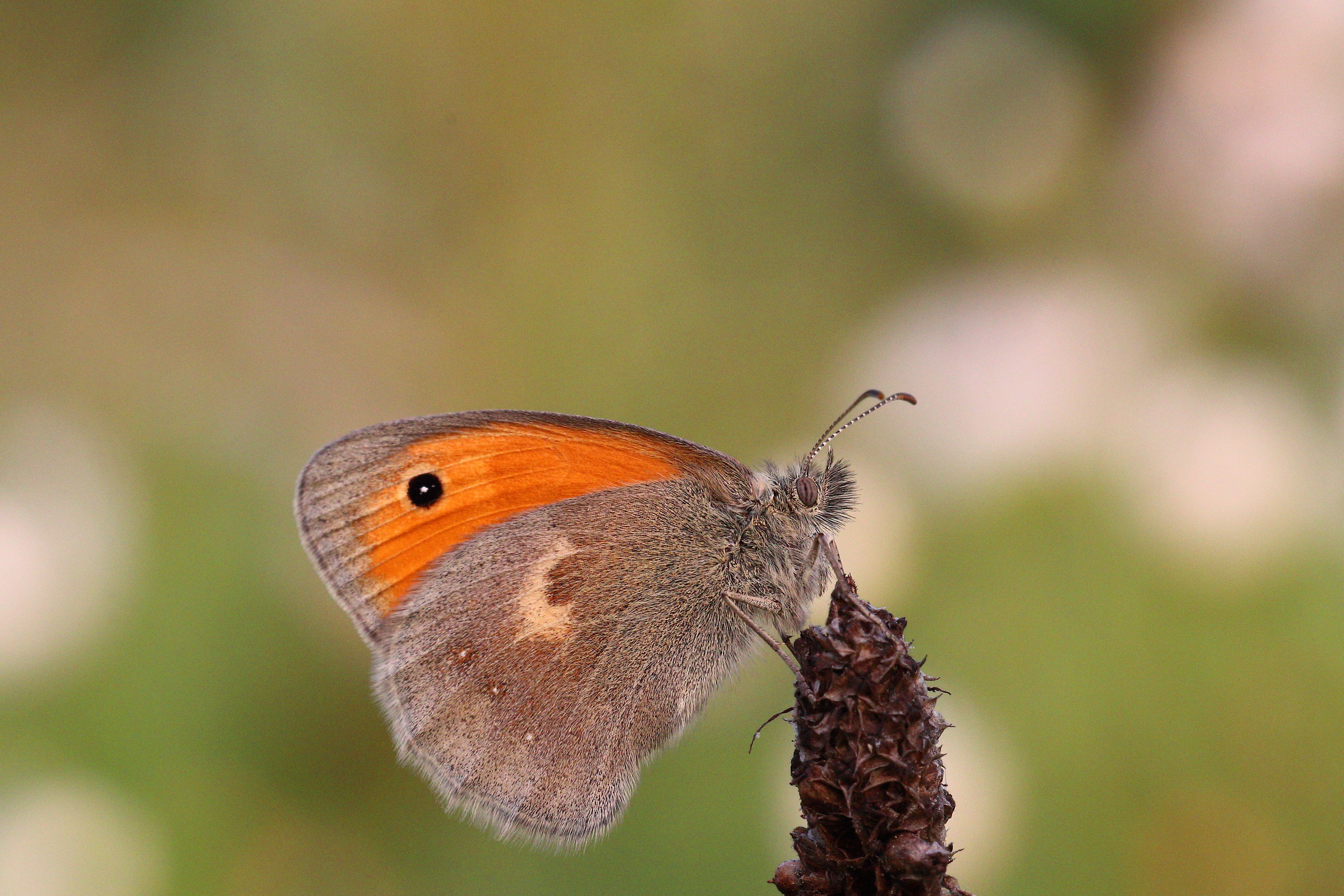 Coenonympha Pamphilus