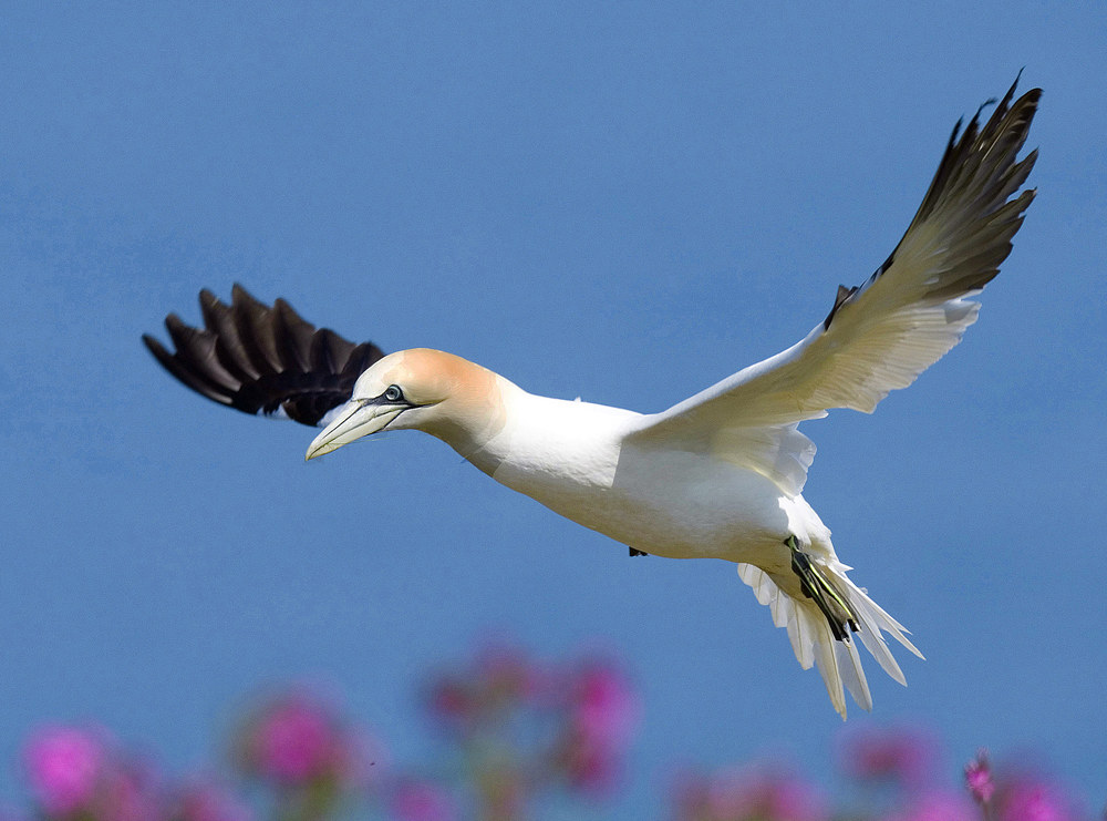 Gannet