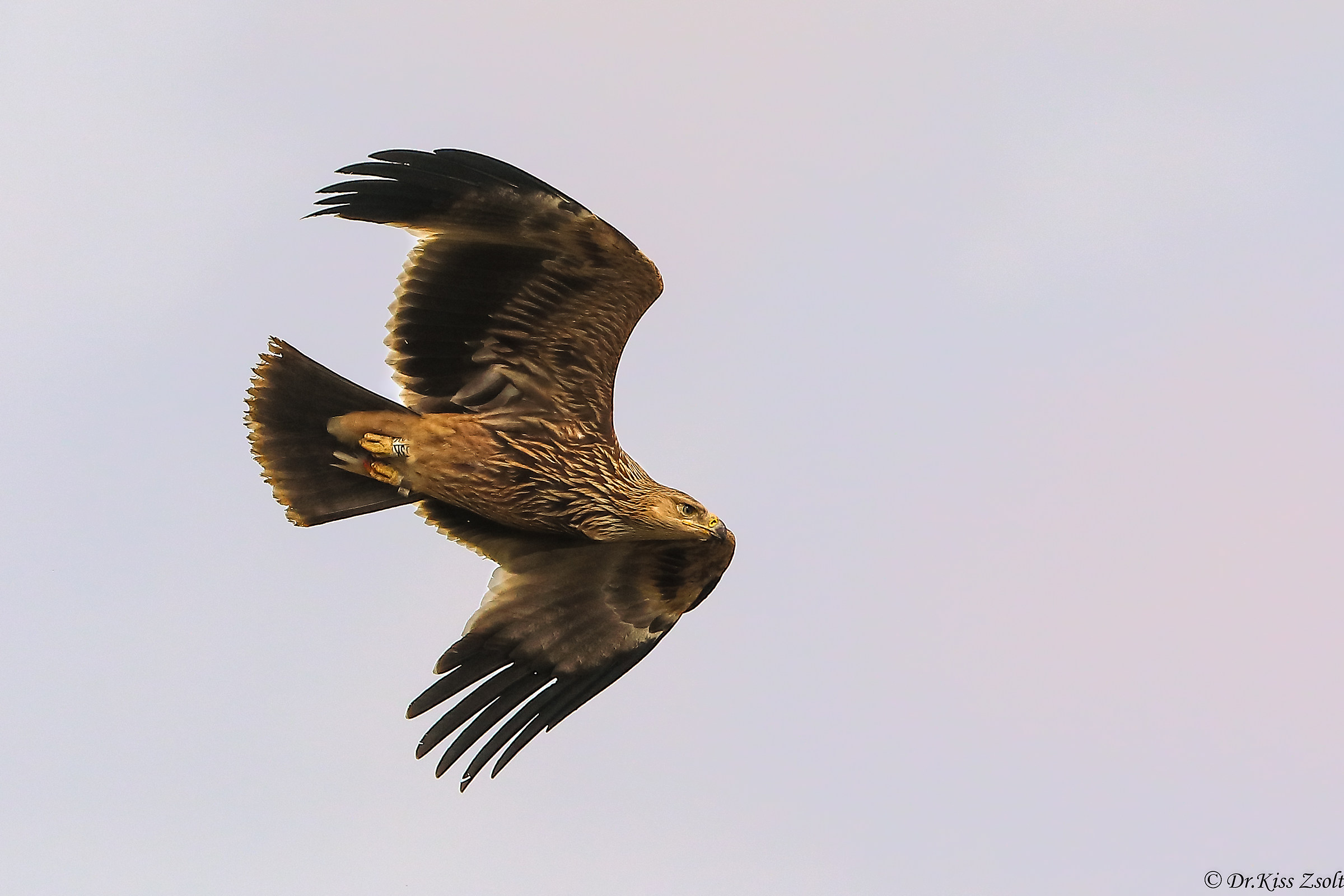 Aquila imperiale giovanile