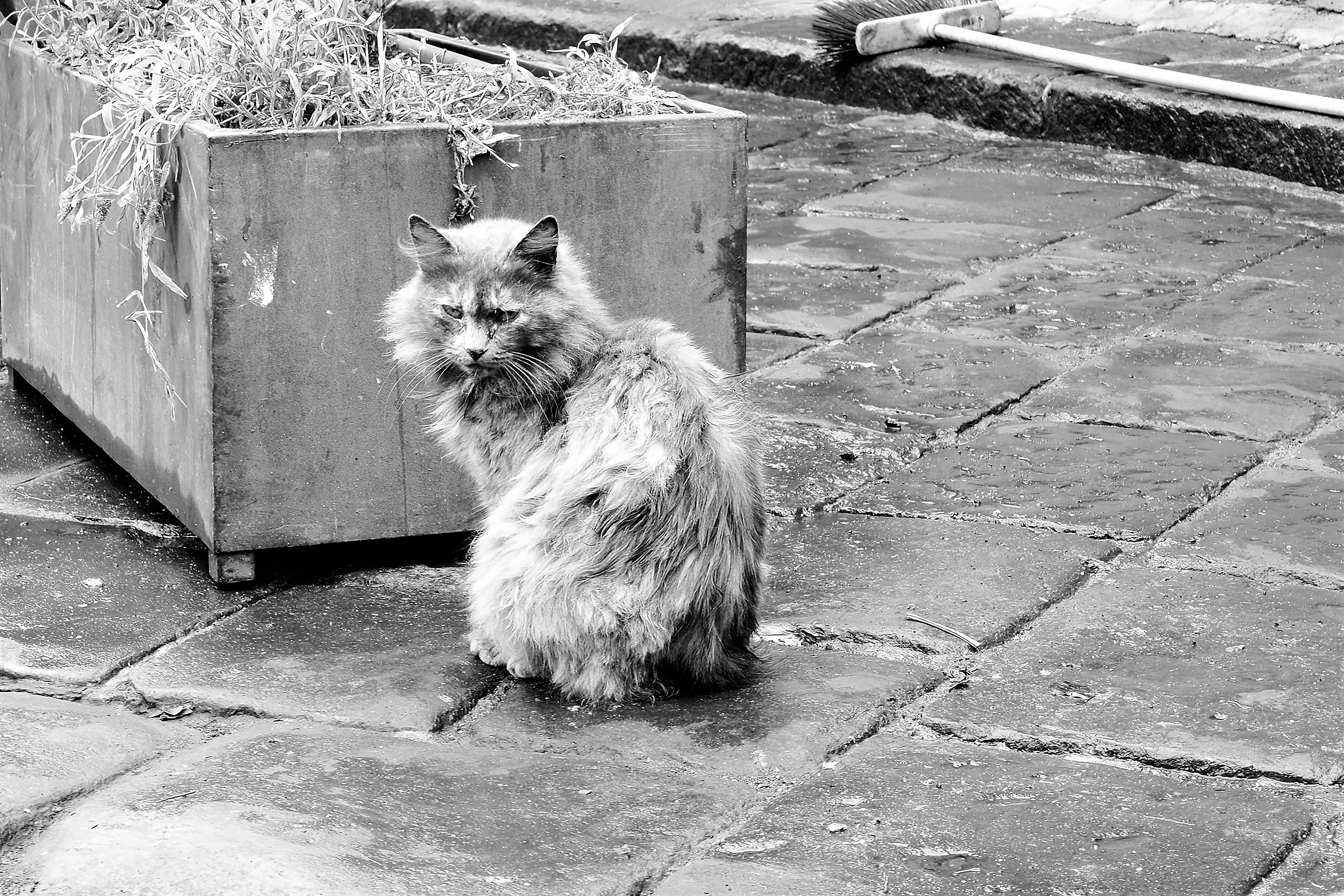 The cat of the fish market