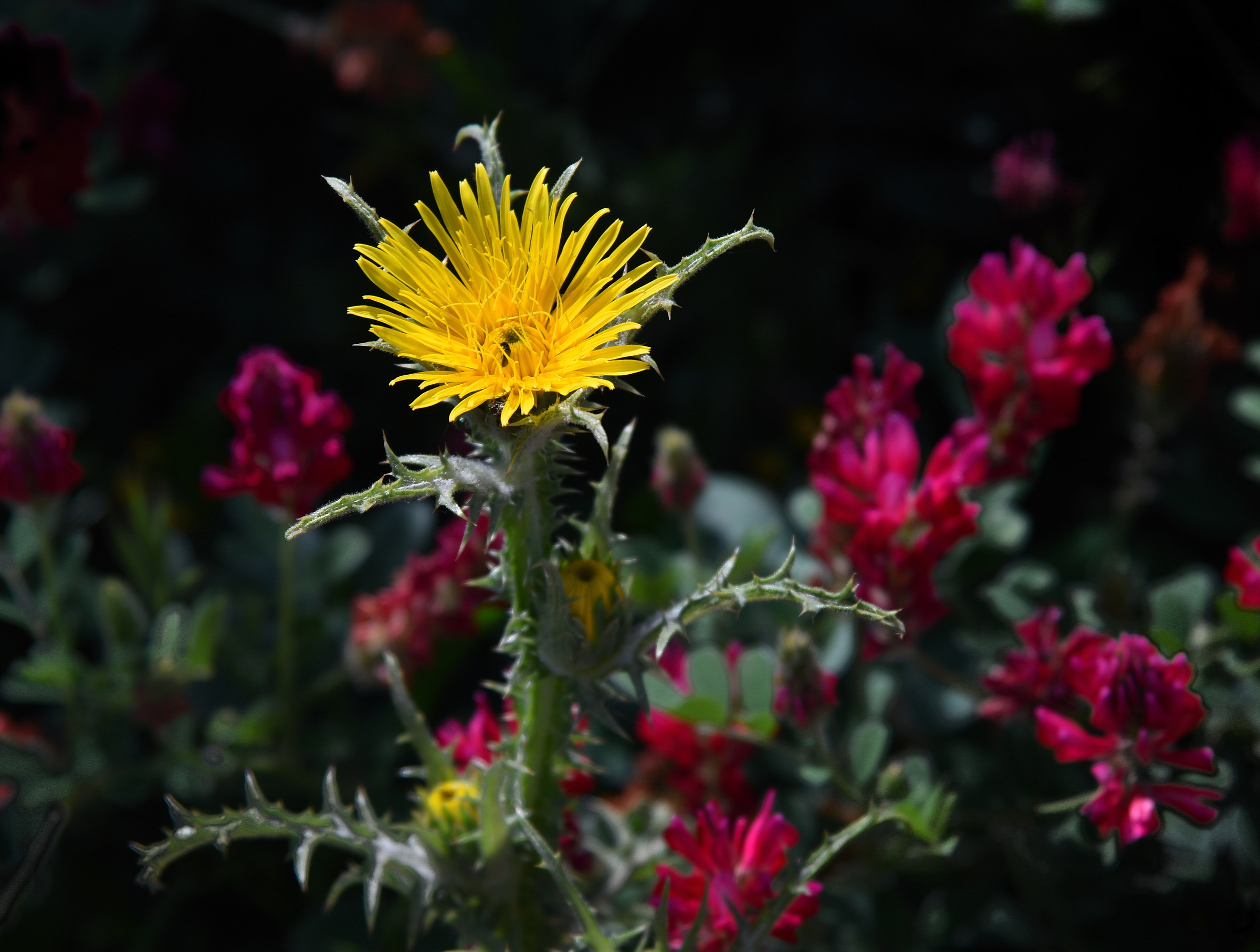 Thistle Flower