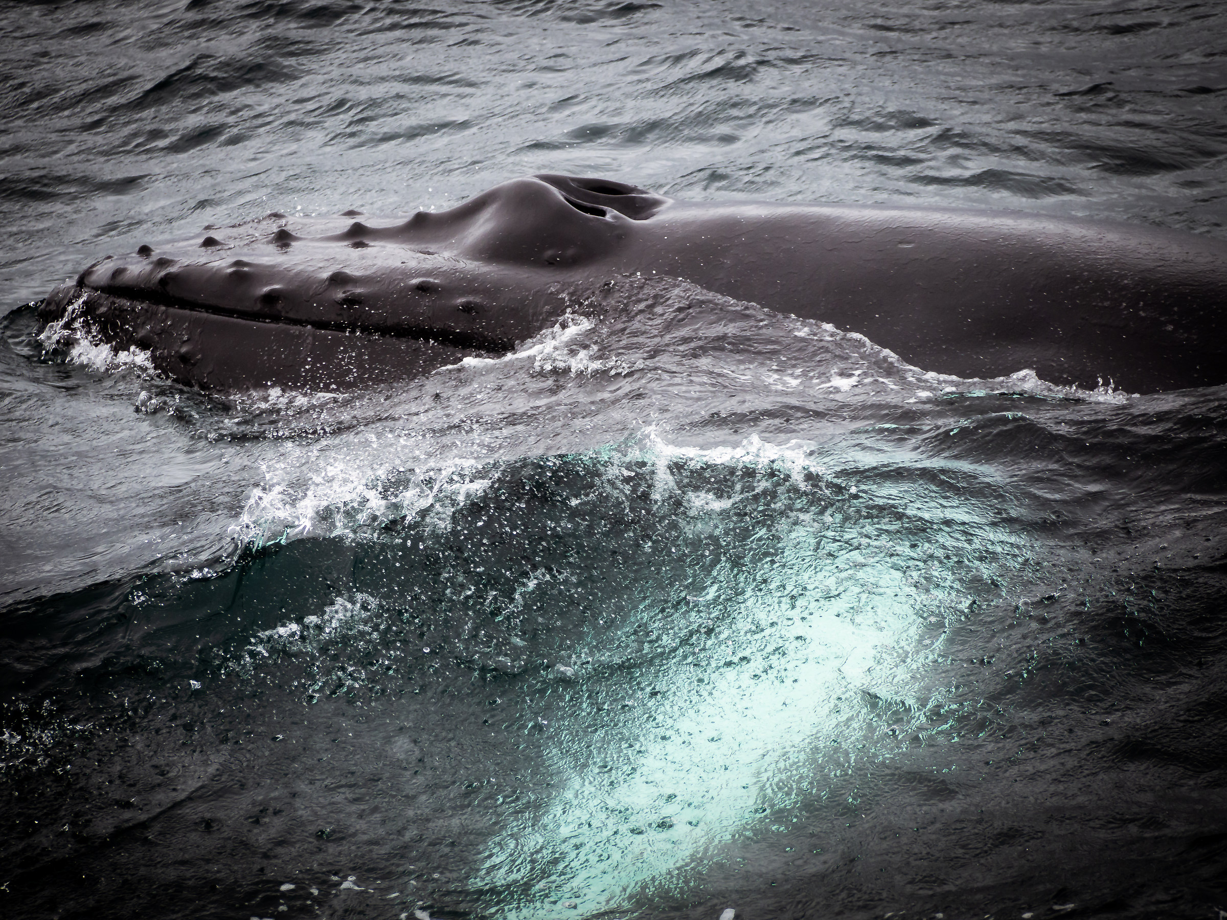 Megattera, Husavik, Islanda