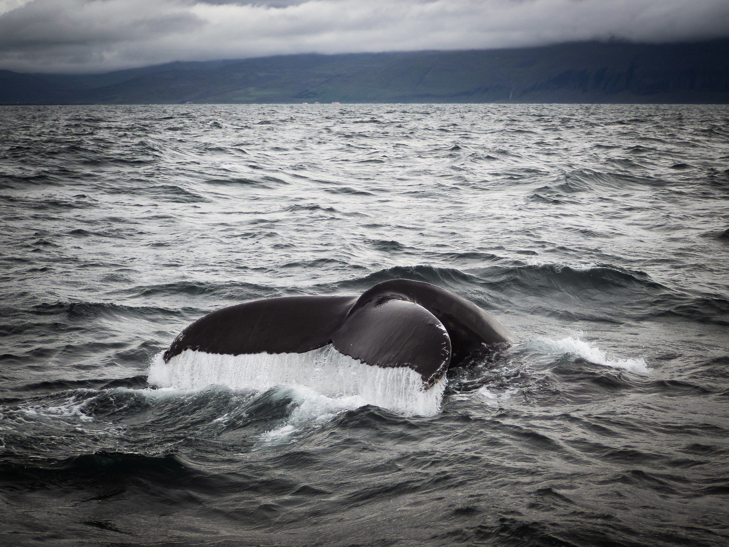 Megattera, Husavik, Islanda