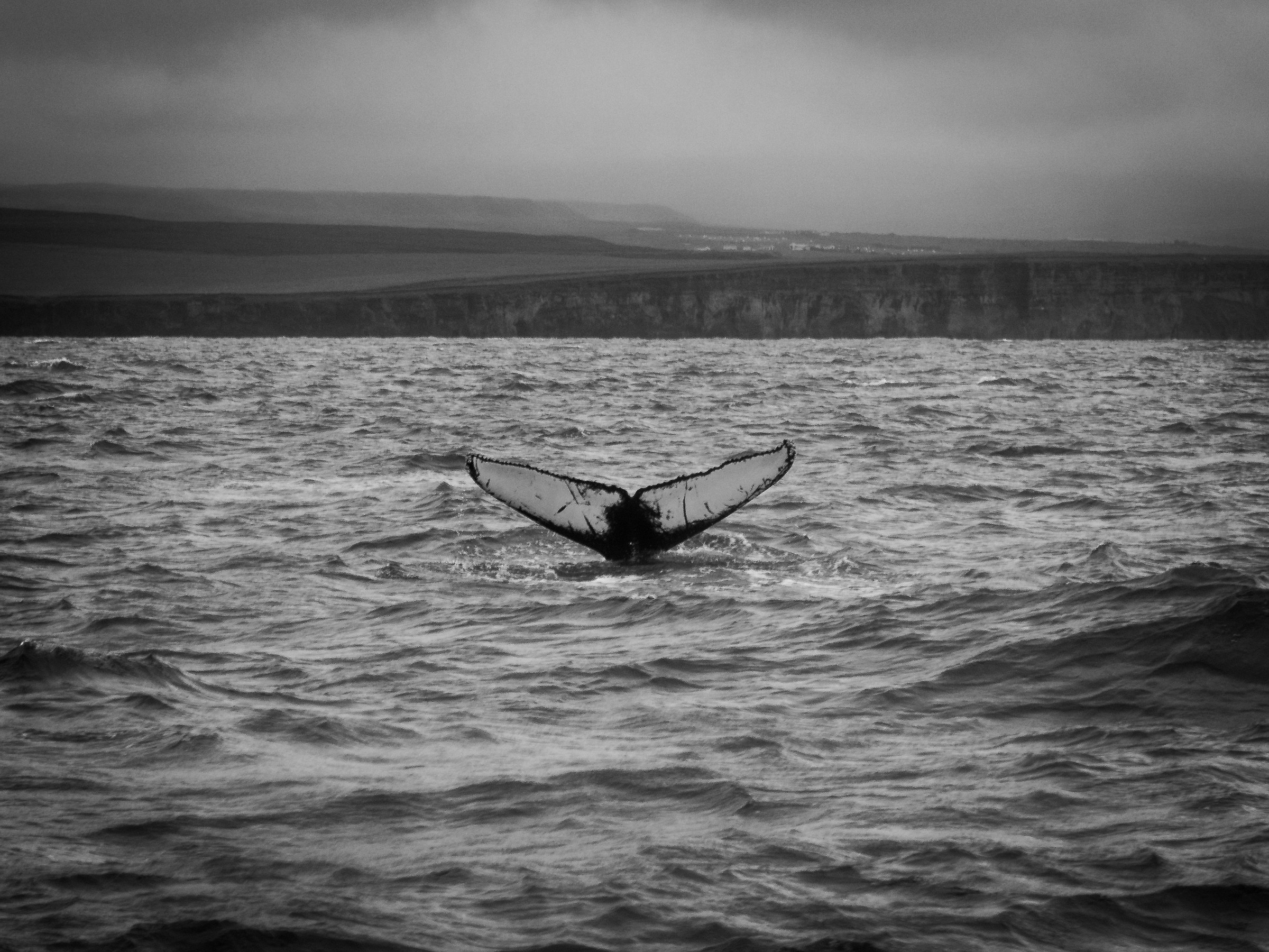Megattera, Husavik, Islanda