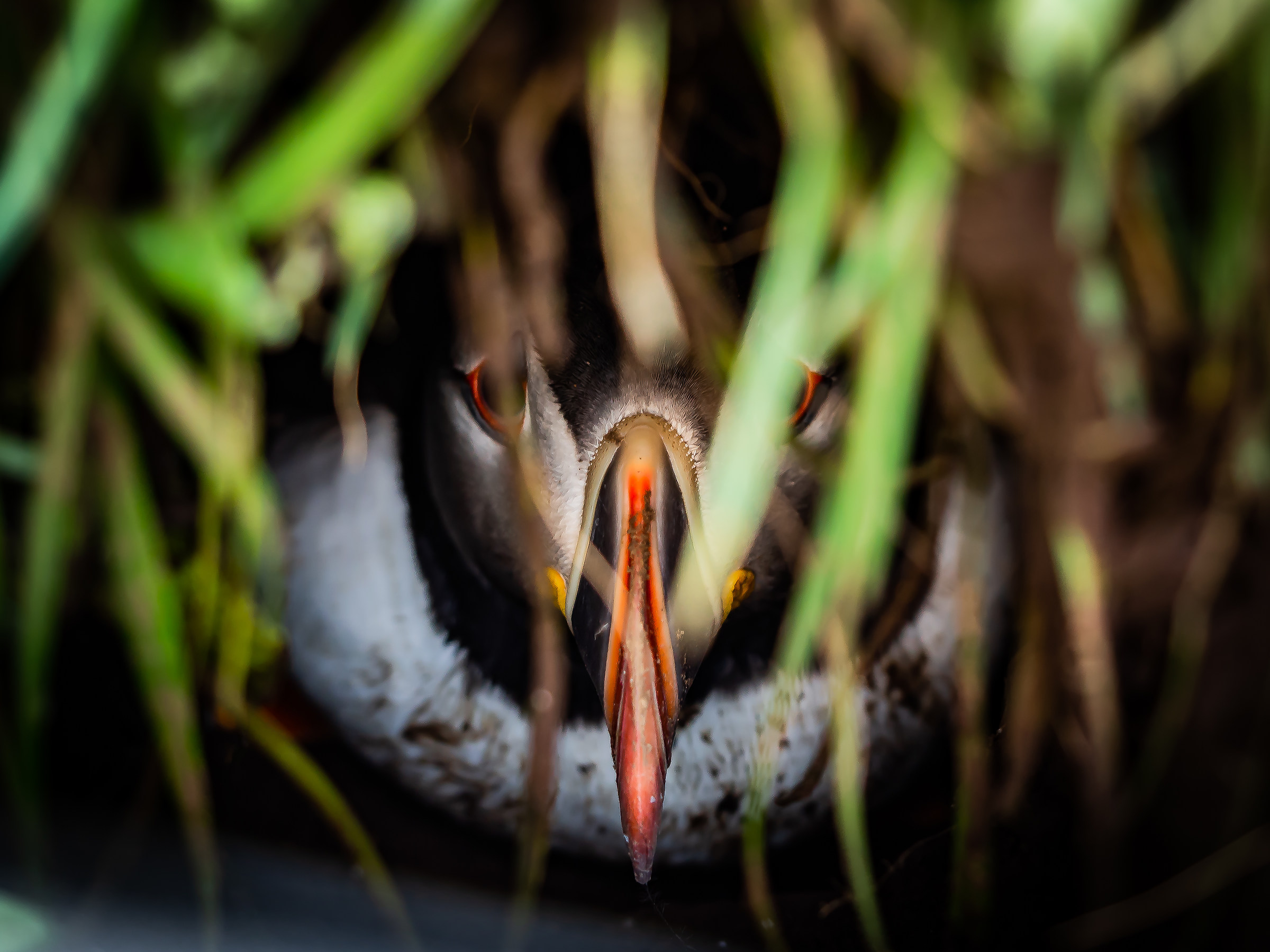 Pulcinella di Mare, Islanda
