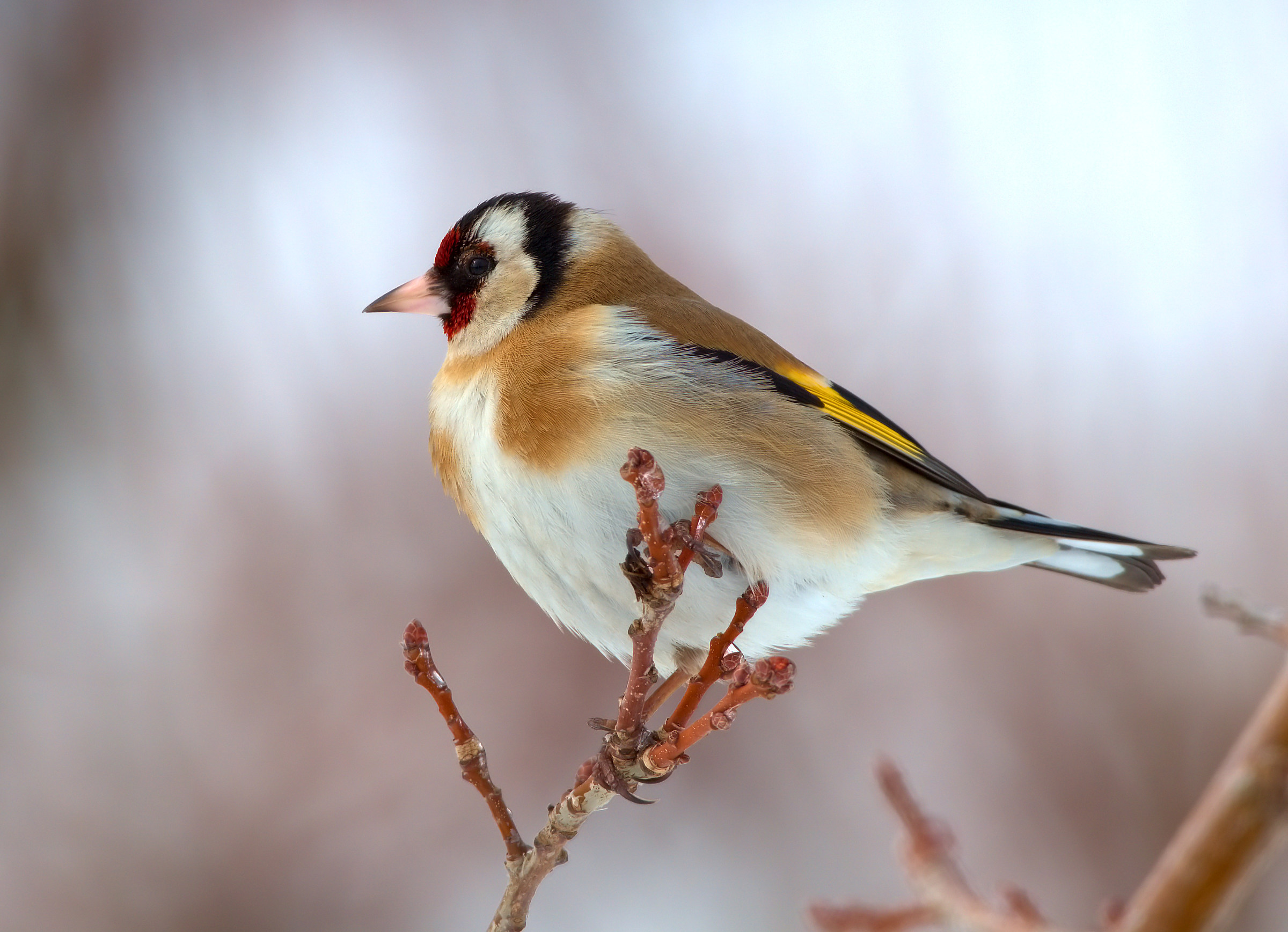 Goldfinch