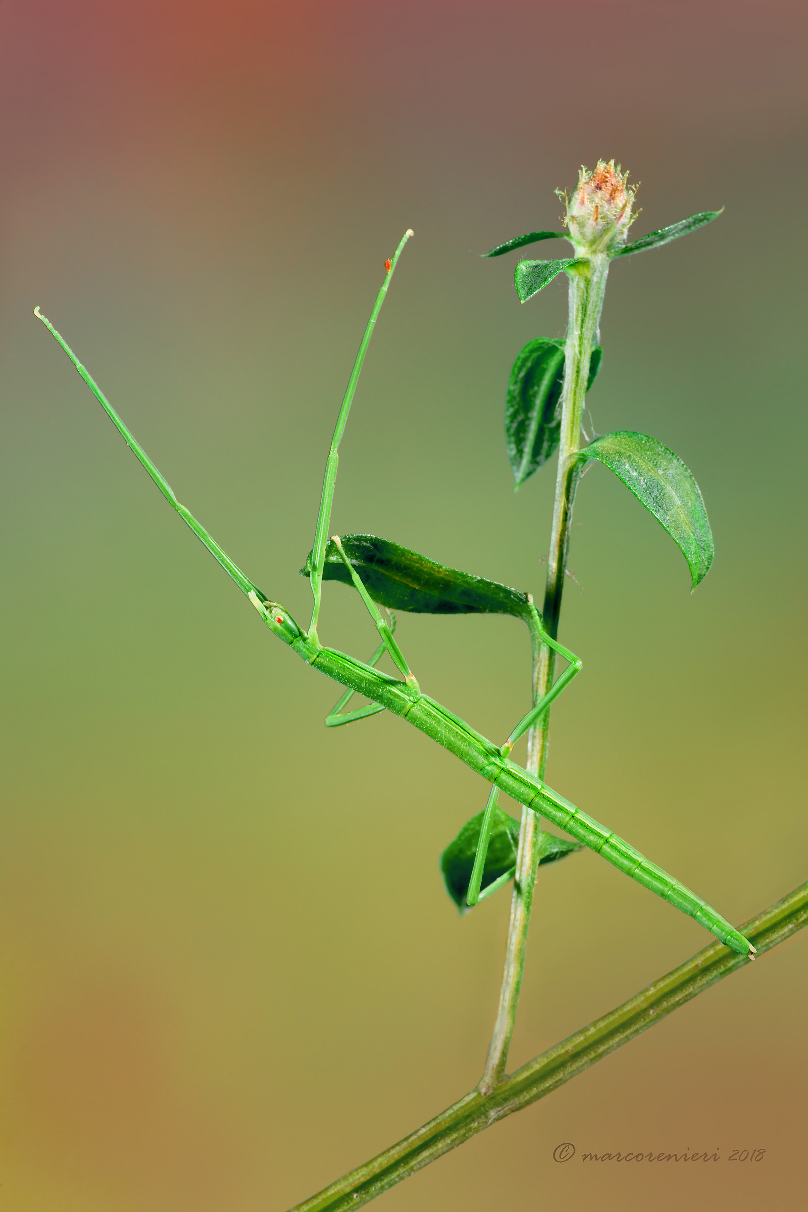 The camouflage of the stick