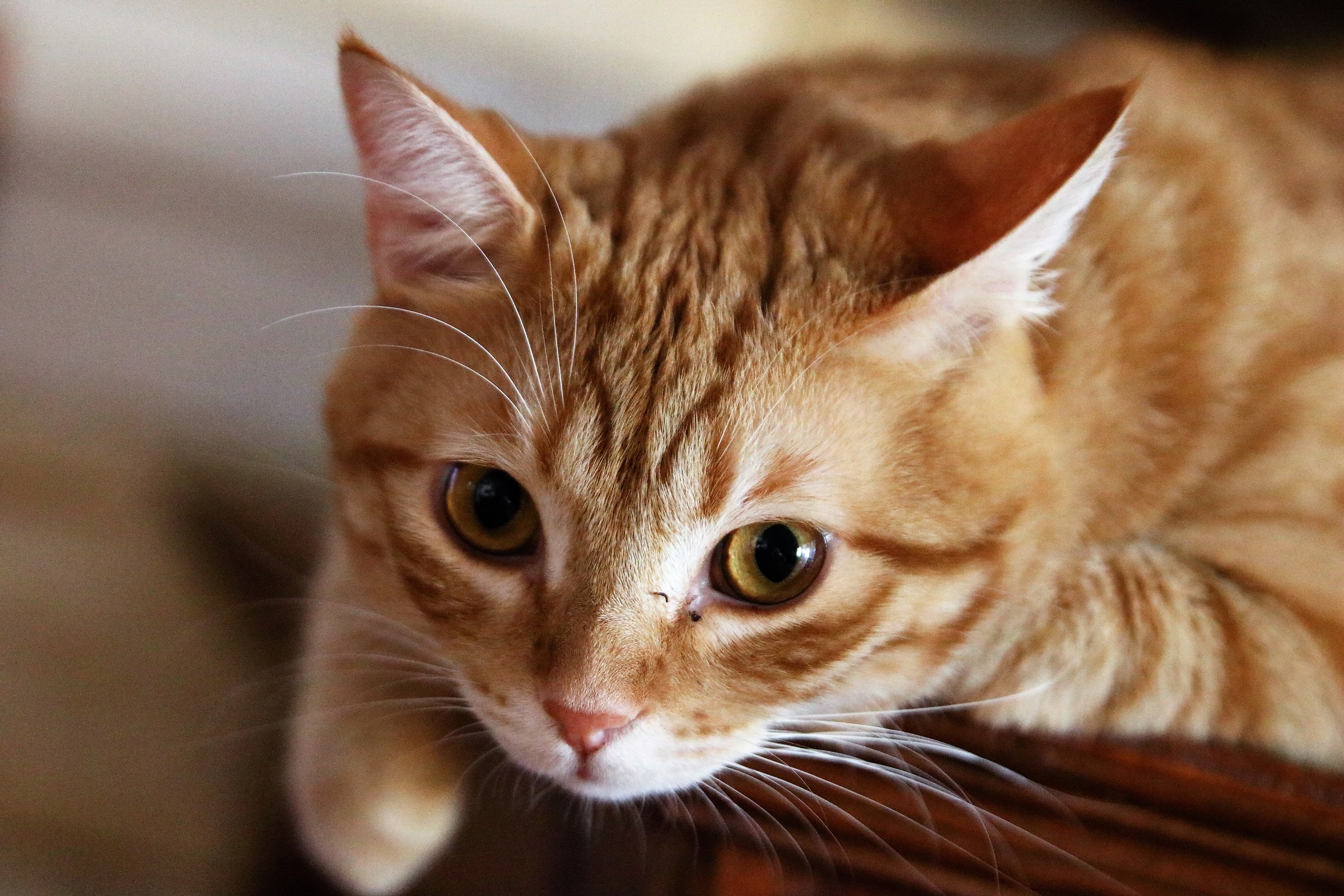 ... accidenti alla caccolina!!