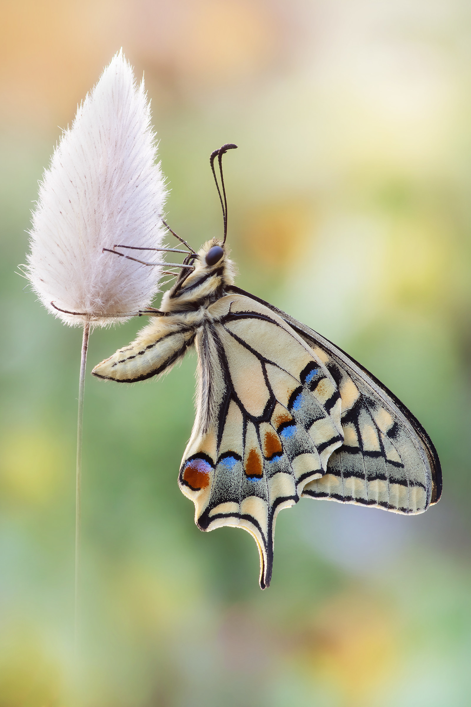 Papilio machaon (Linnaeus, 1758)