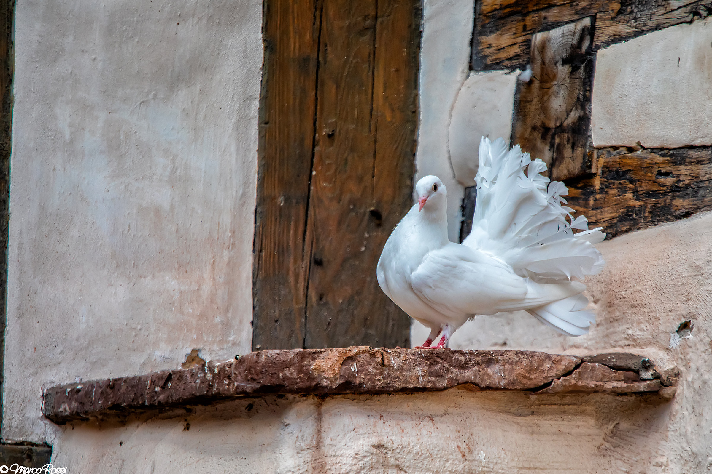 Am I or aren't I beautiful??? :)