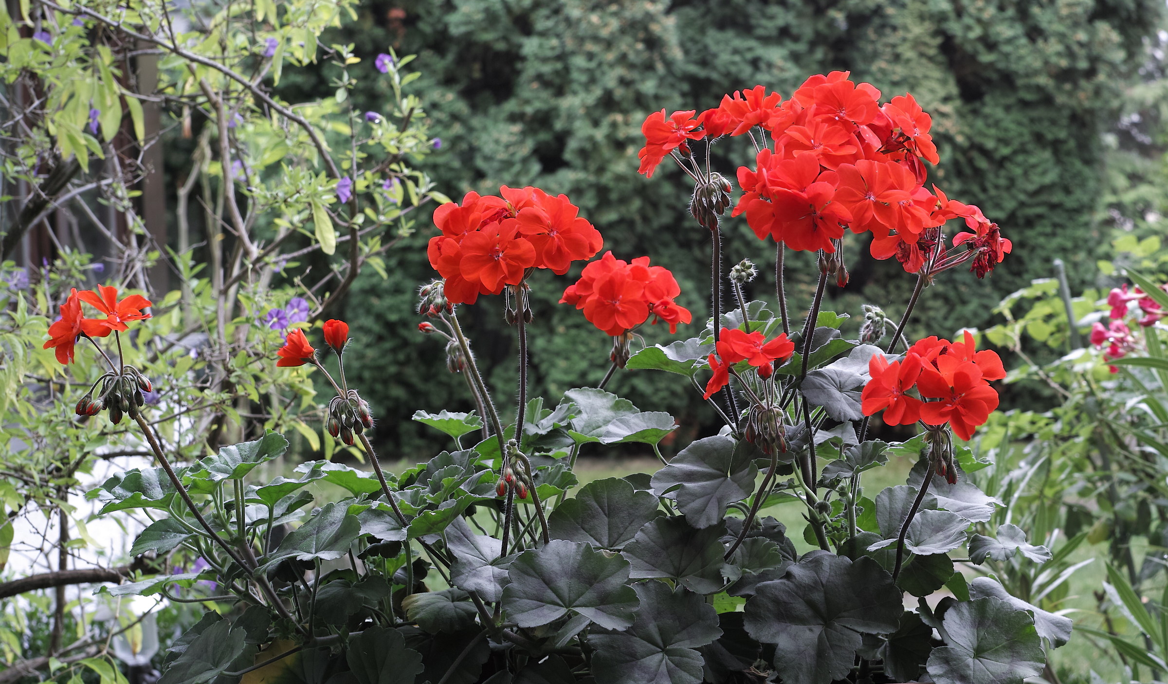 Primo scatto con Foveon