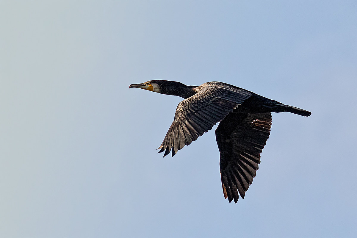 Cormorano