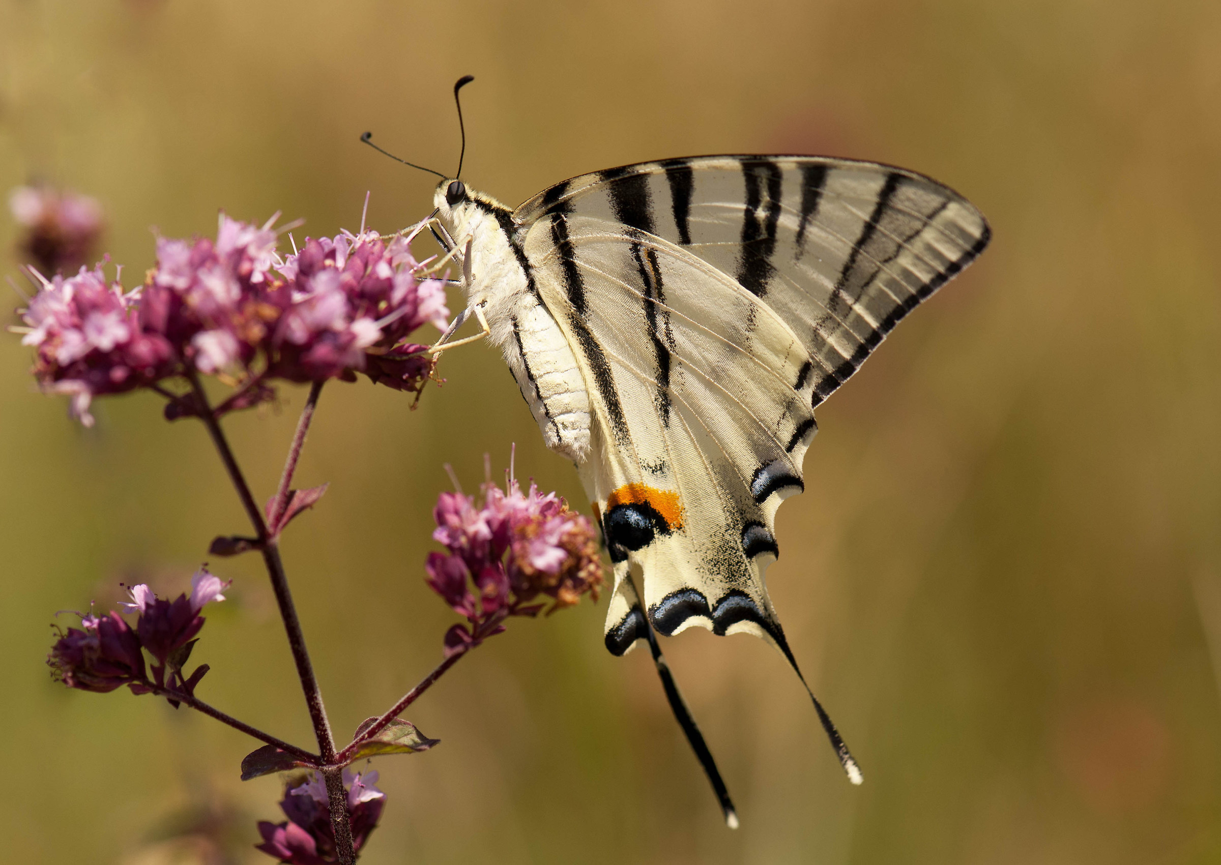Scarce Swallowtail