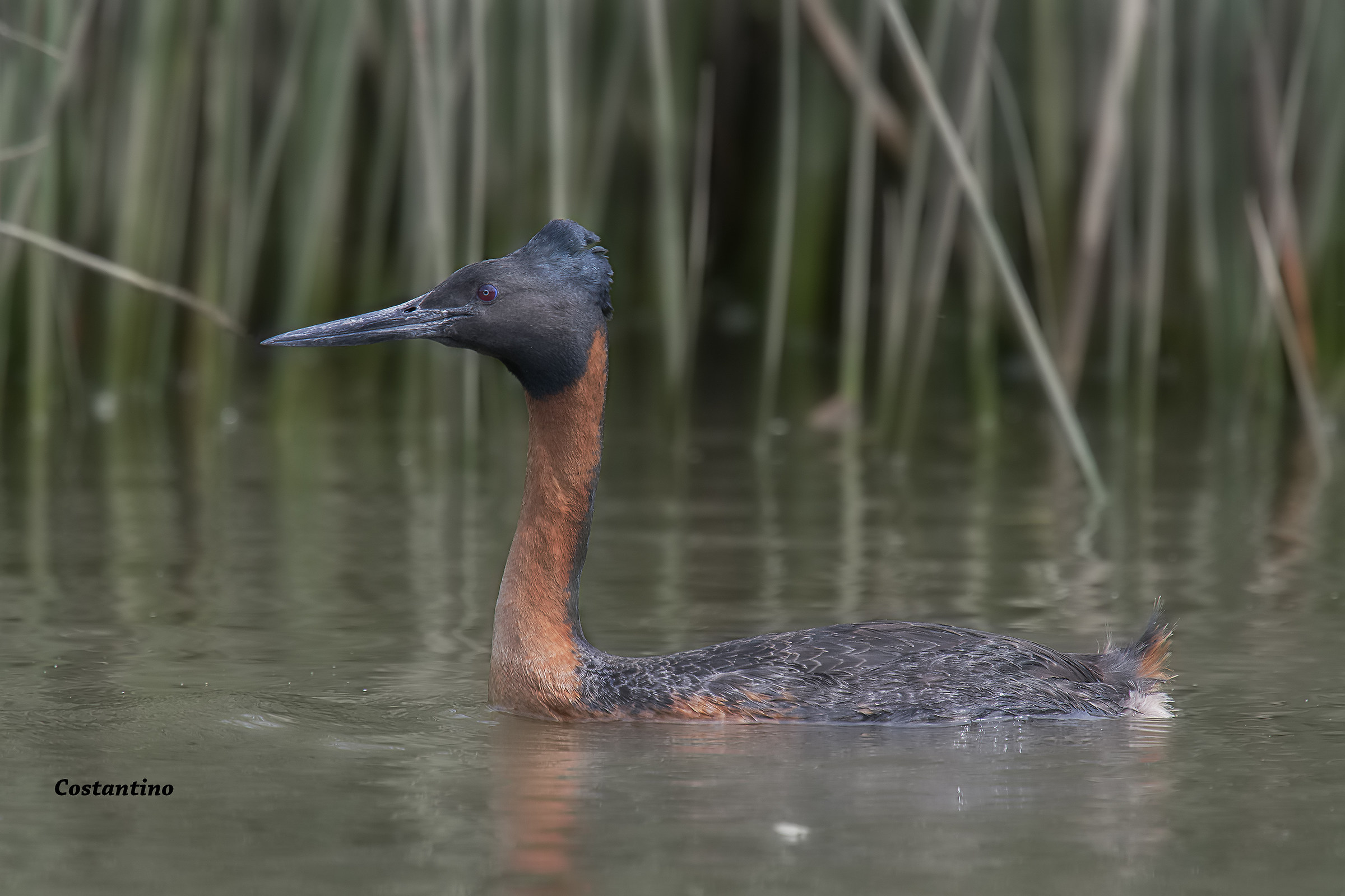 Huala (Podiceps major)