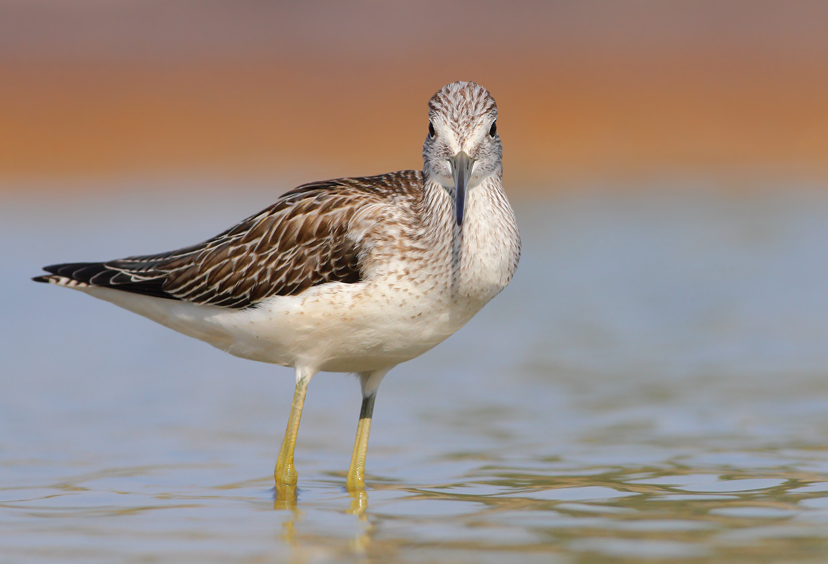 Greenshank