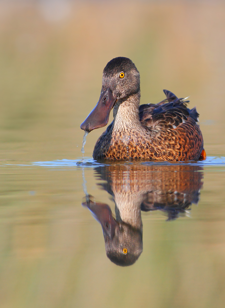 Northern Shoveler
