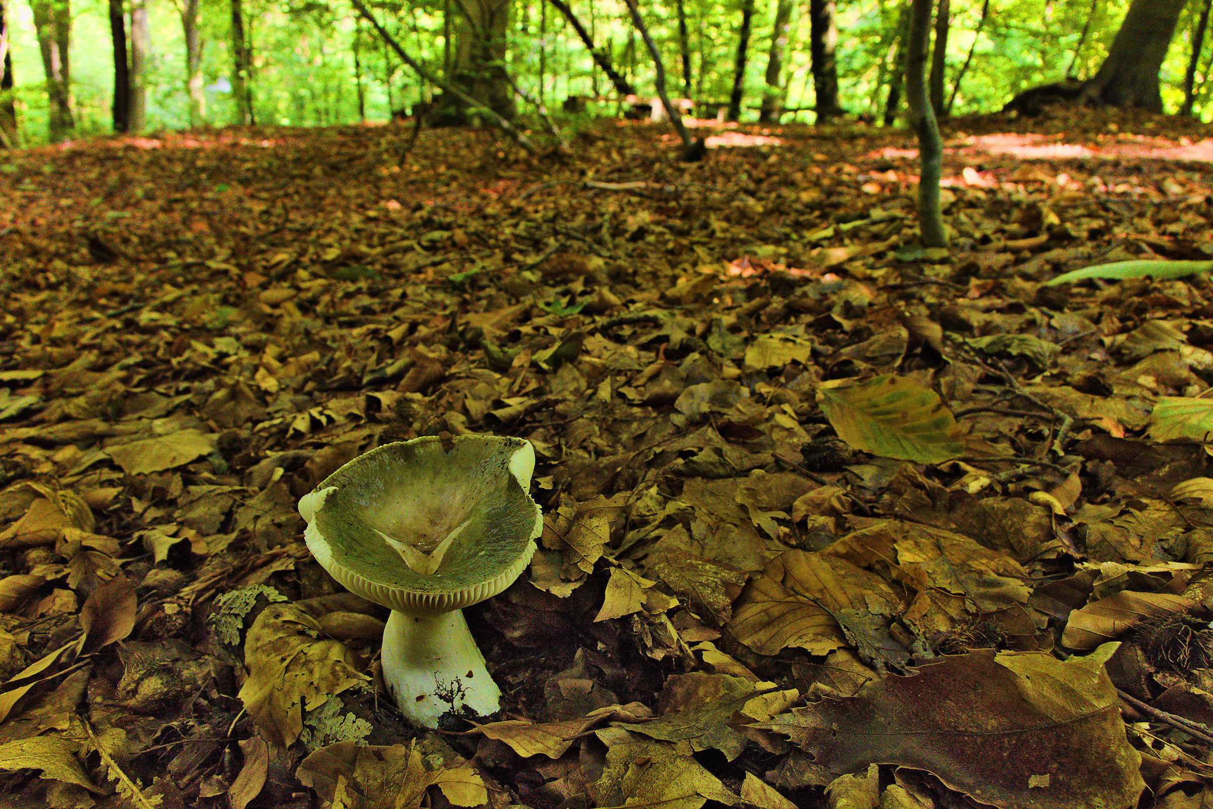 Green Mushroom