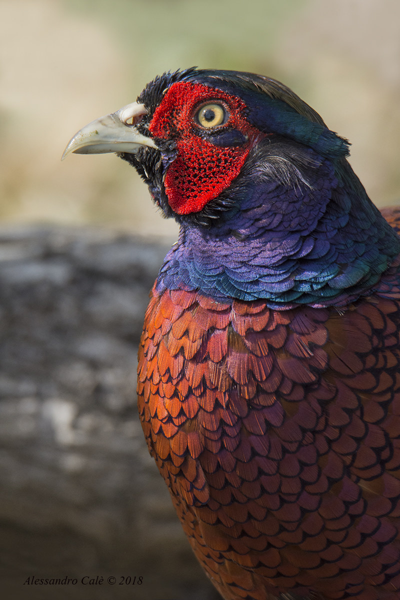 Phasianus colchicus (Fagiano) 2033