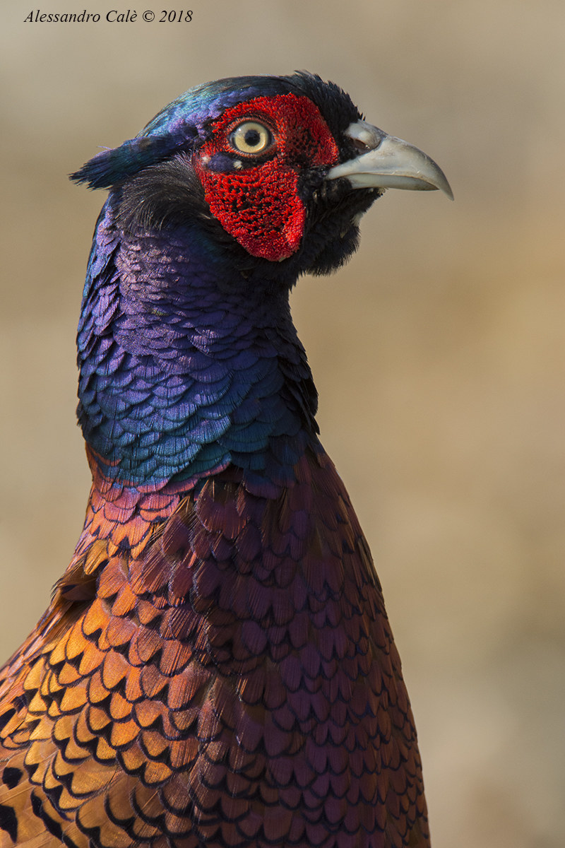 Phasianus colchicus (Fagiano) 2078