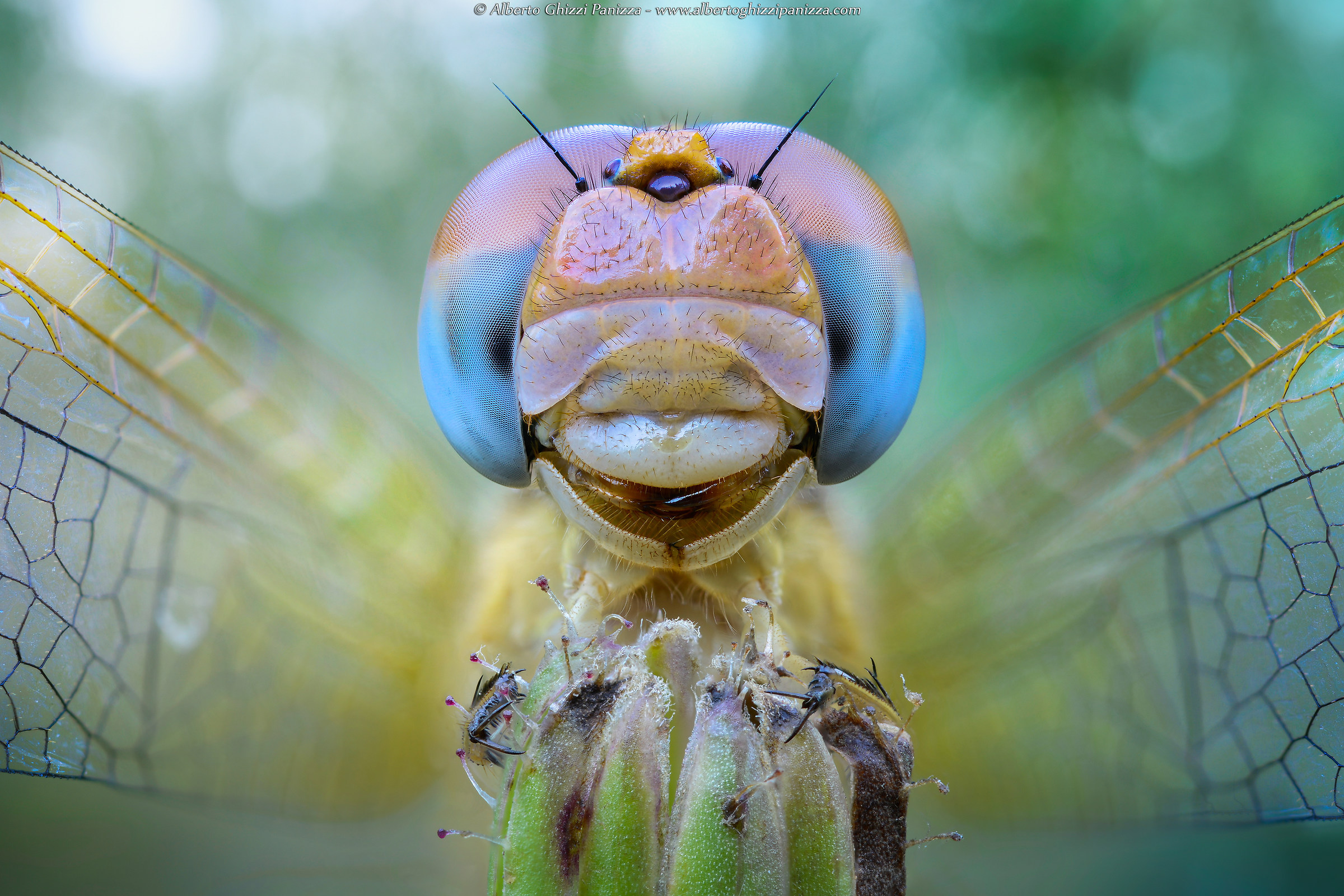 Ritratto di libellula