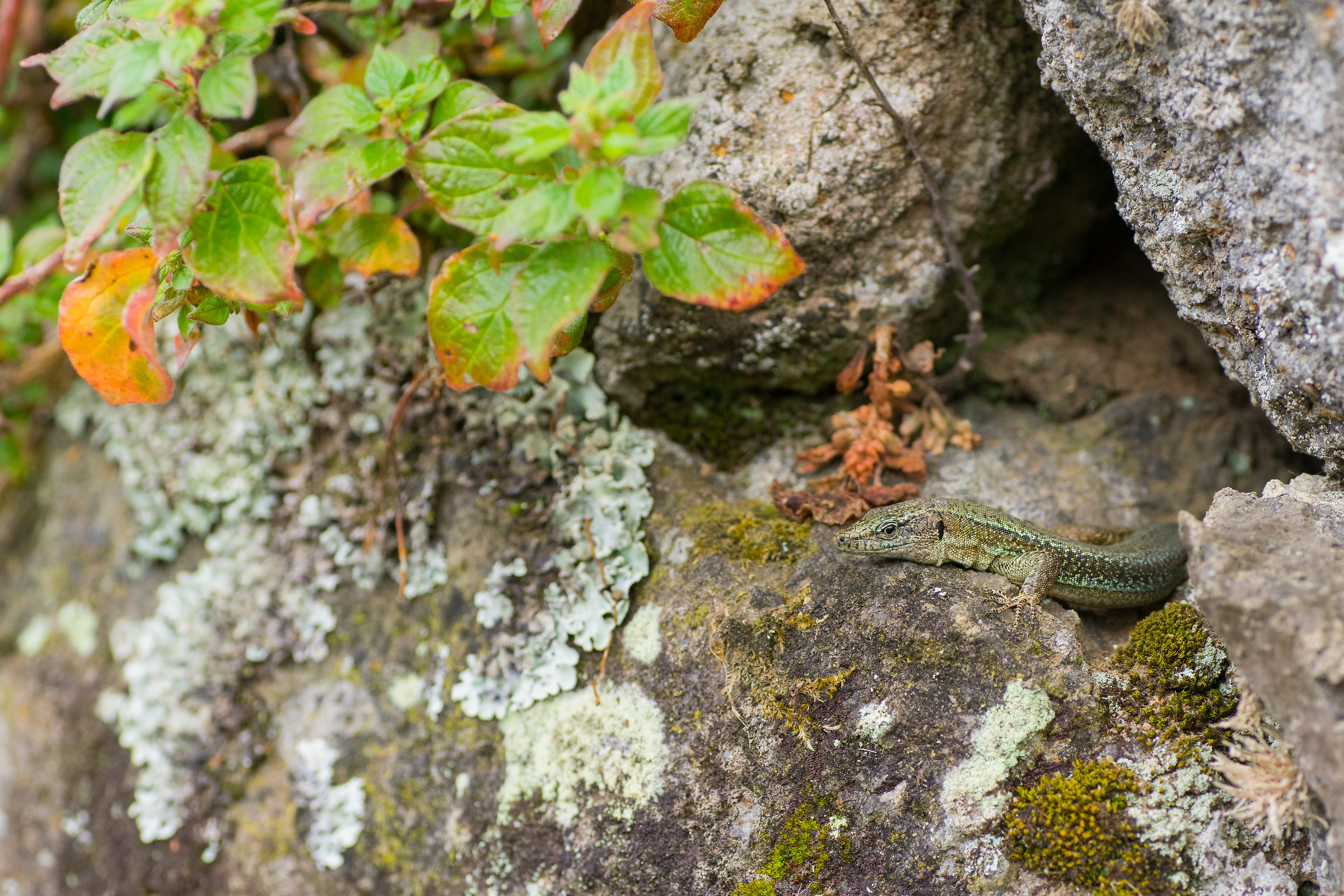 Madeira Lizard, Sao Miguel