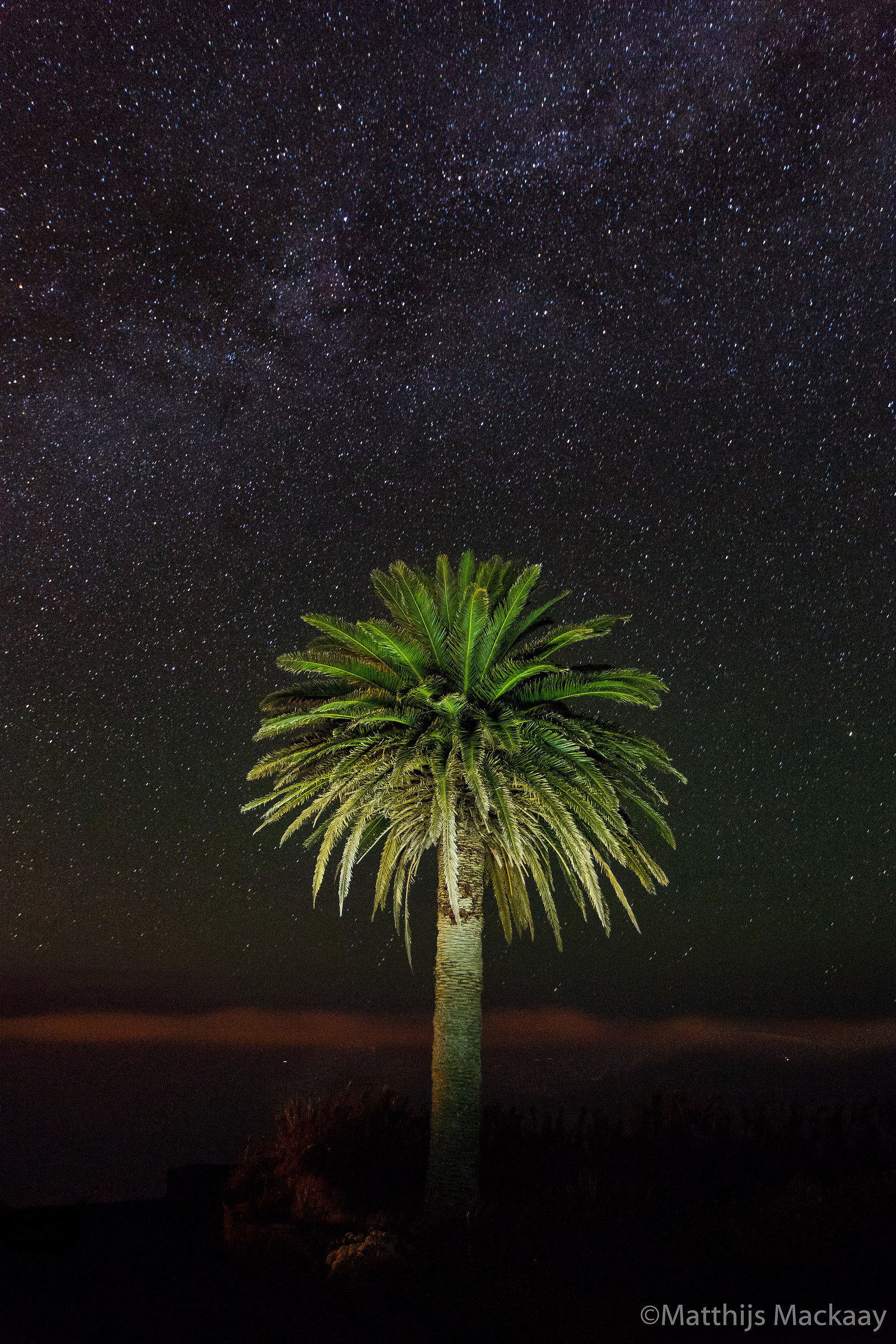 Palm Tree, Sao Miguel