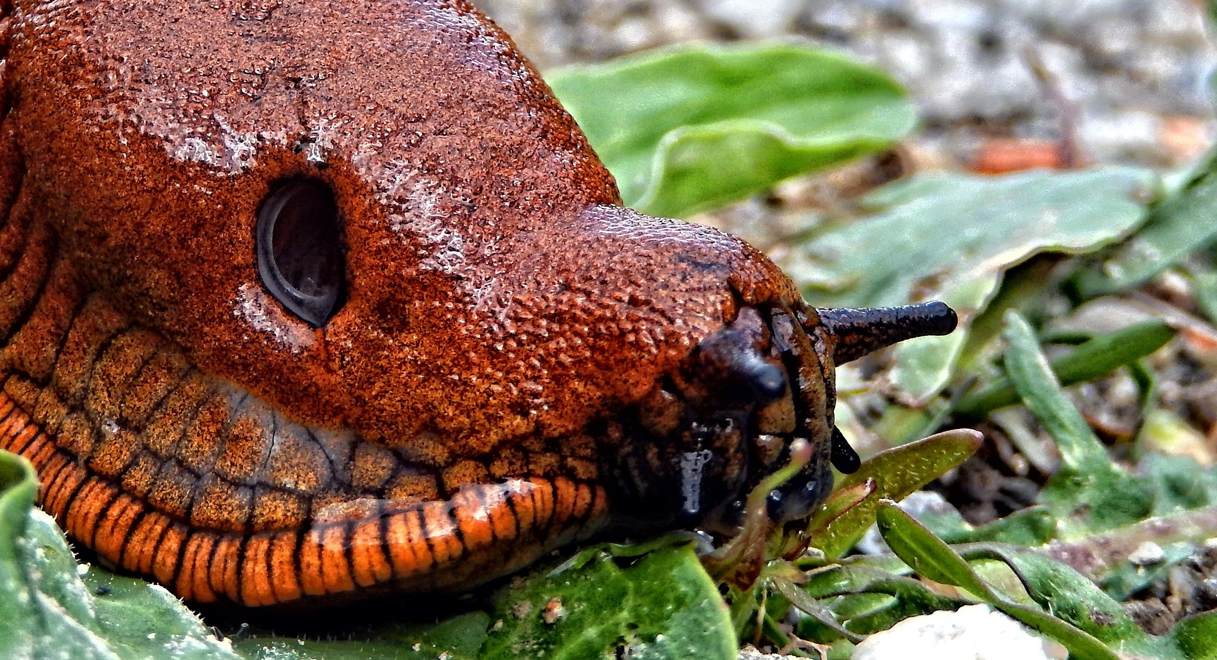 L'appetito vien mangiando …