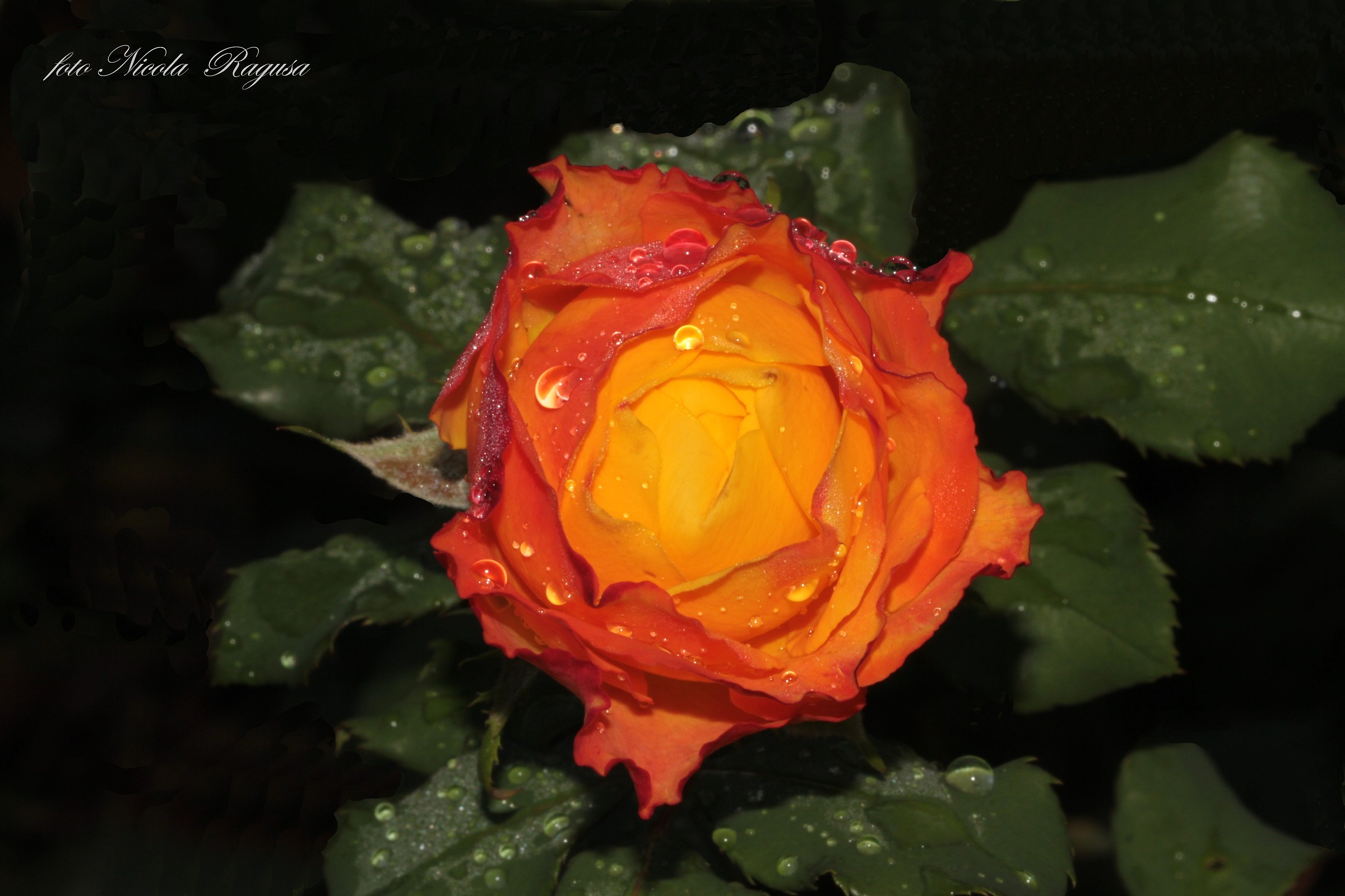 Rosa dopo la pioggia