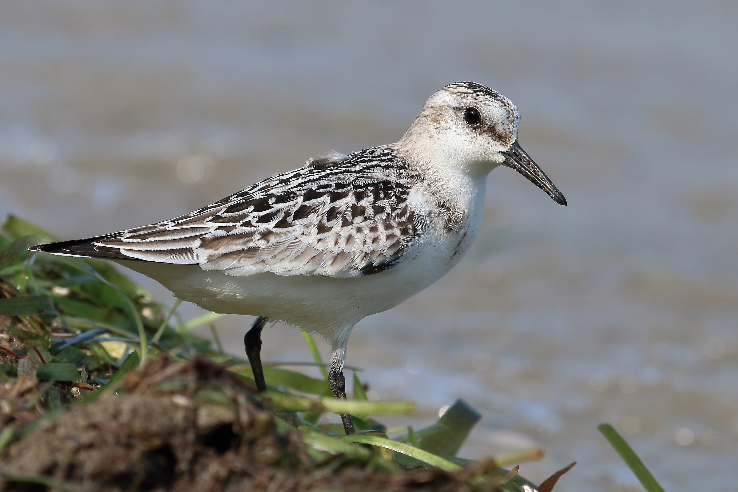 Piovanello tridattilo