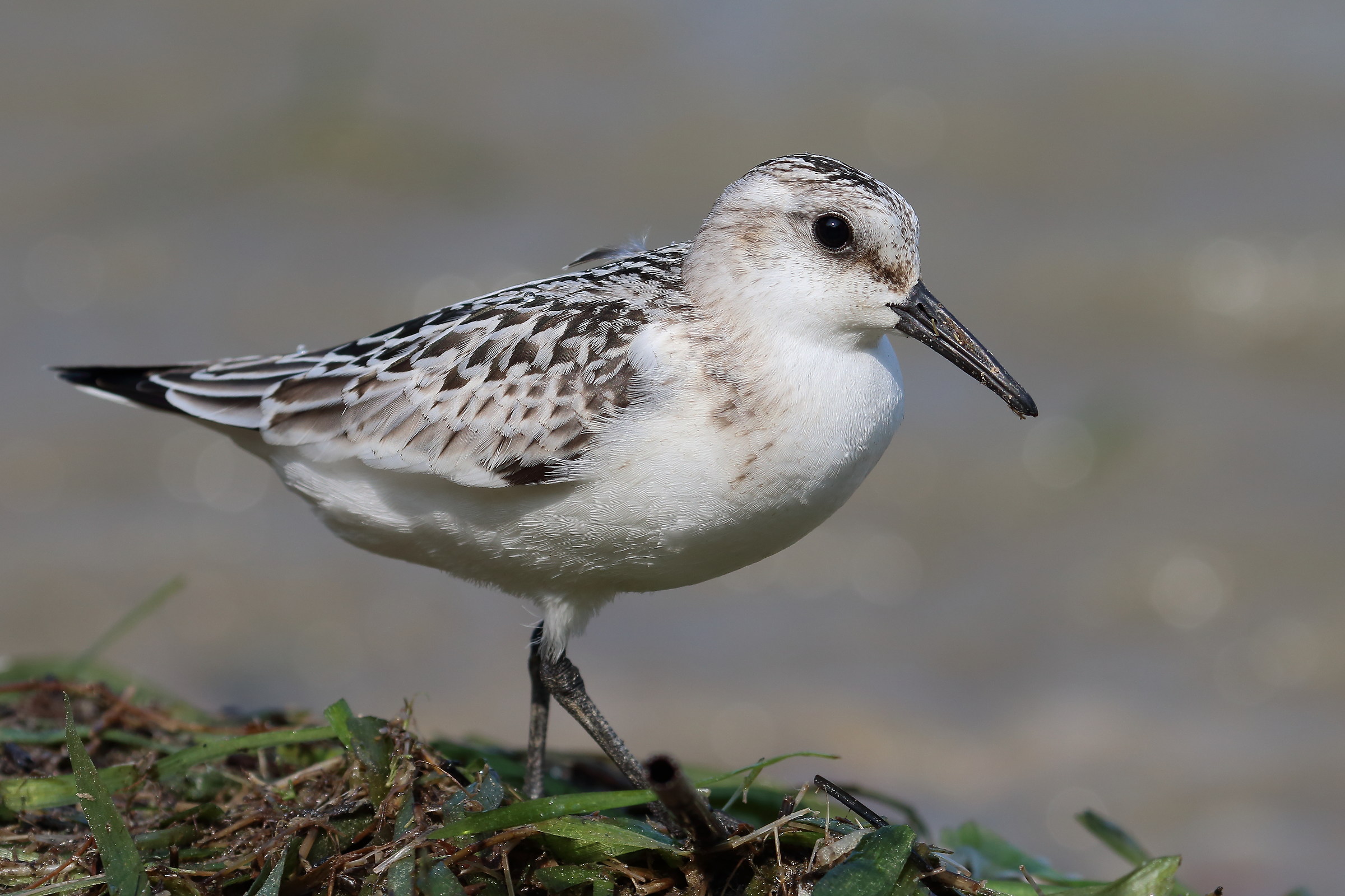 Tridattilo sul Garda