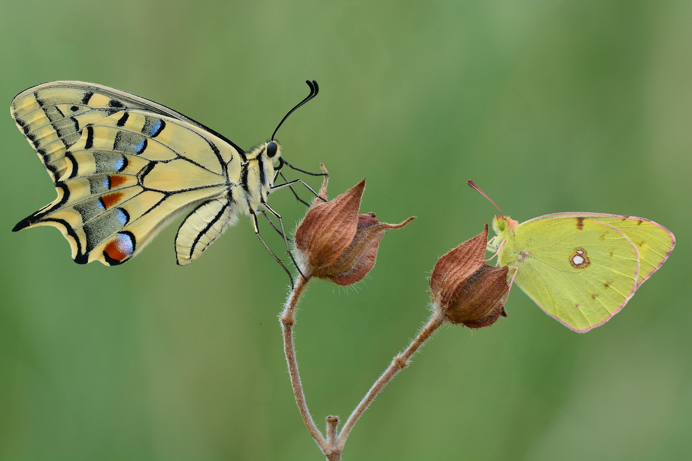 Macaone and Colia Croceus