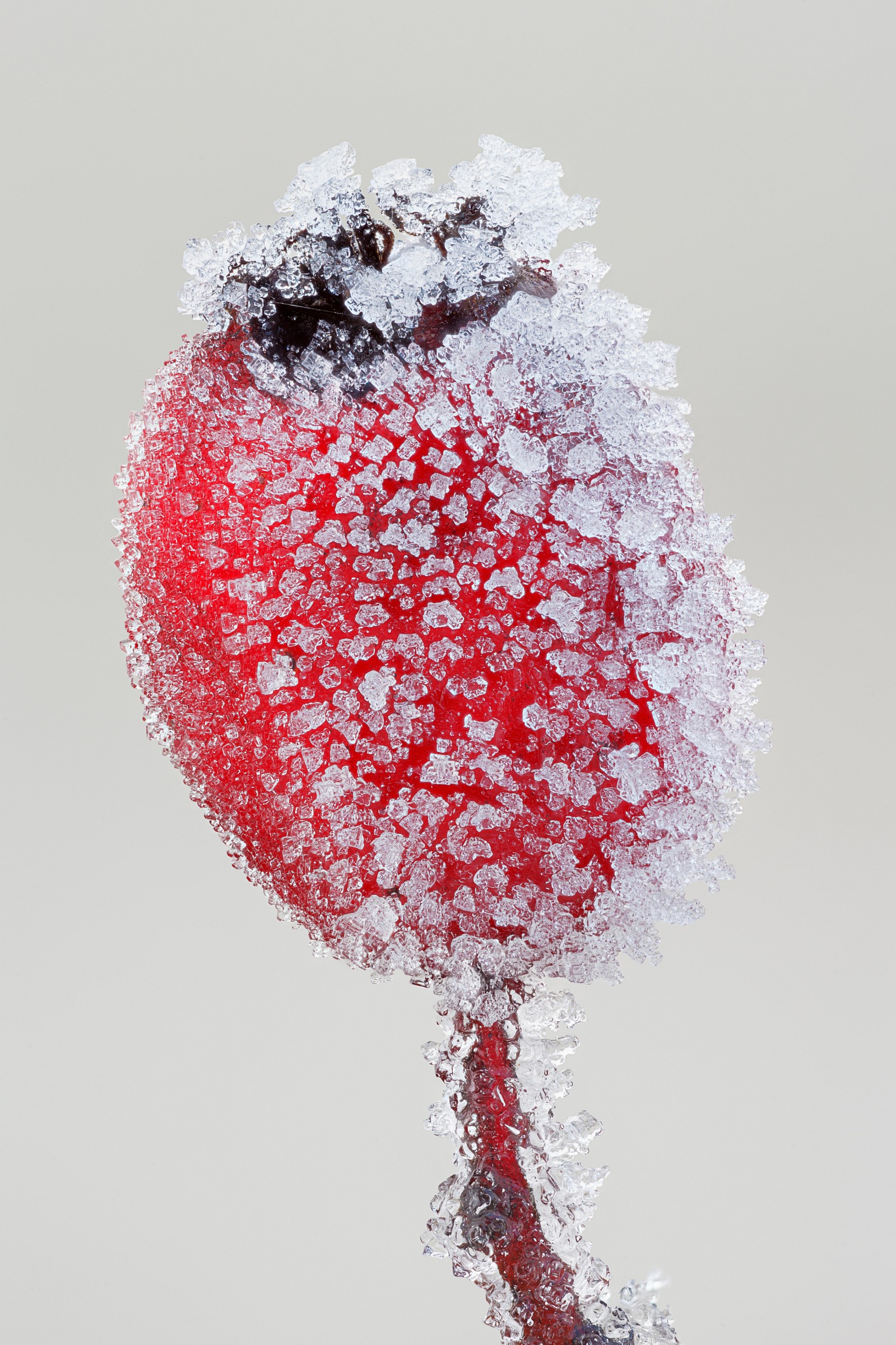 Frozen Rosa canina