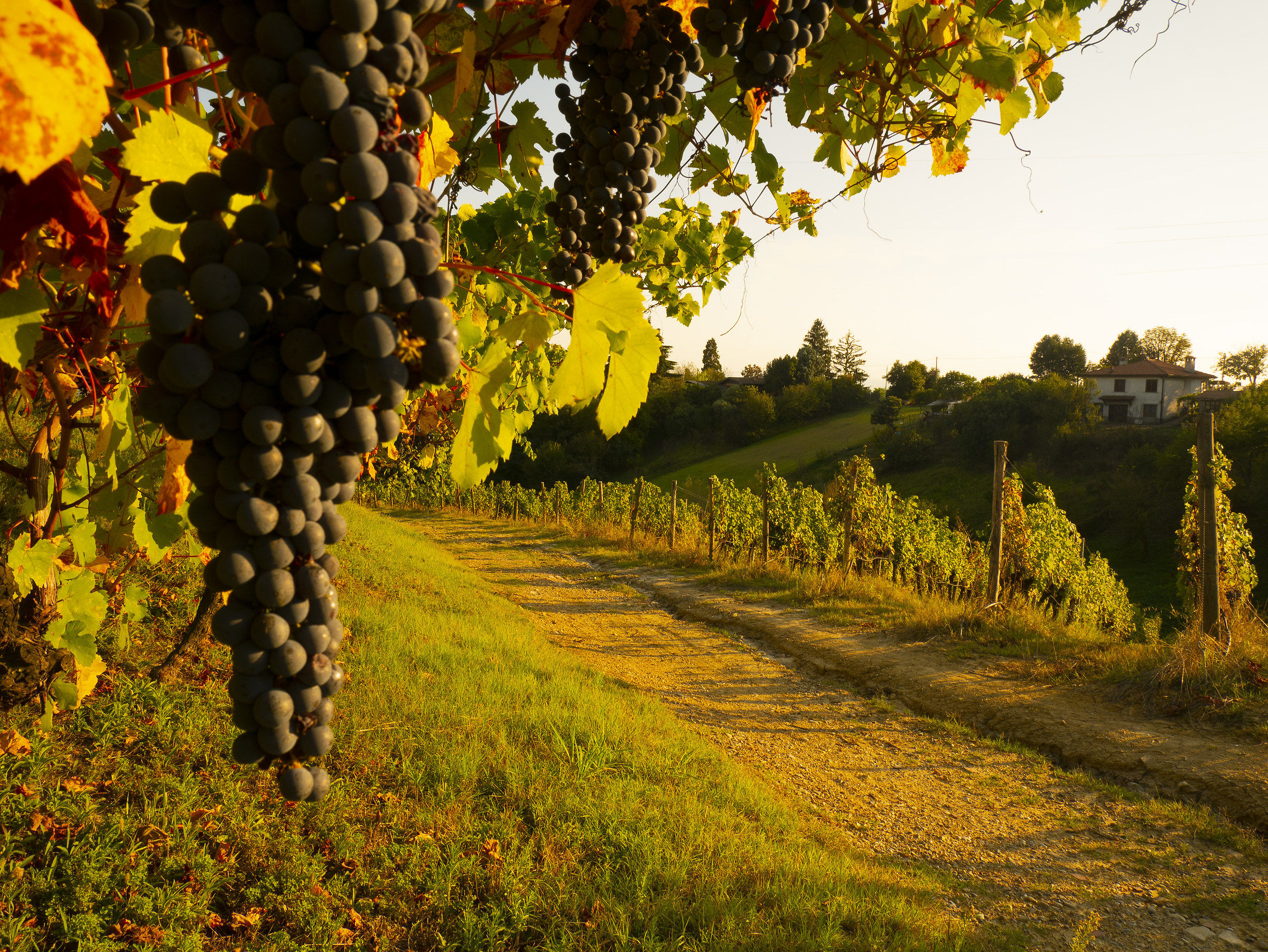 Late summer in San Colombano