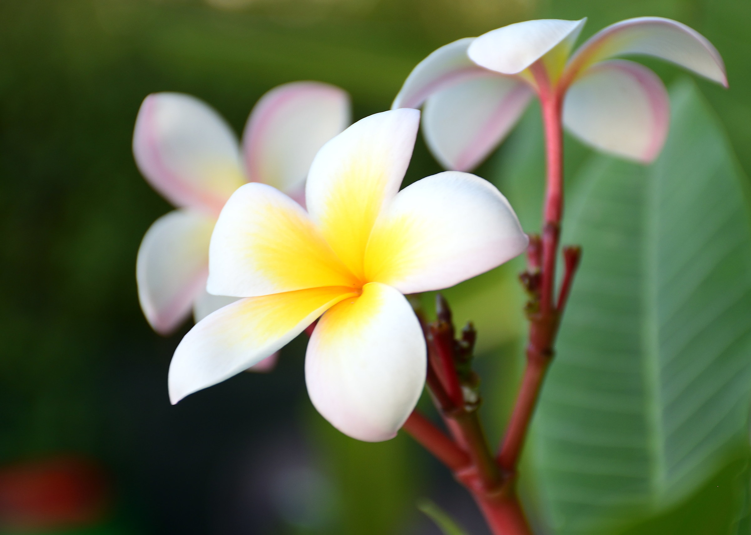 Plumeria