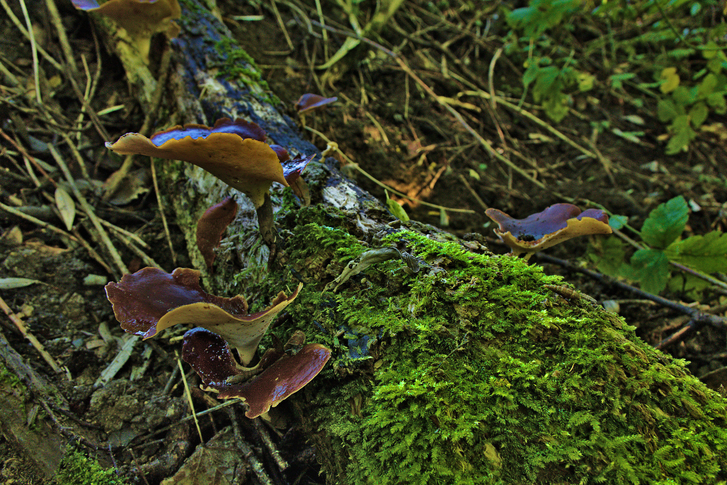 Giovani Lingue del Legno