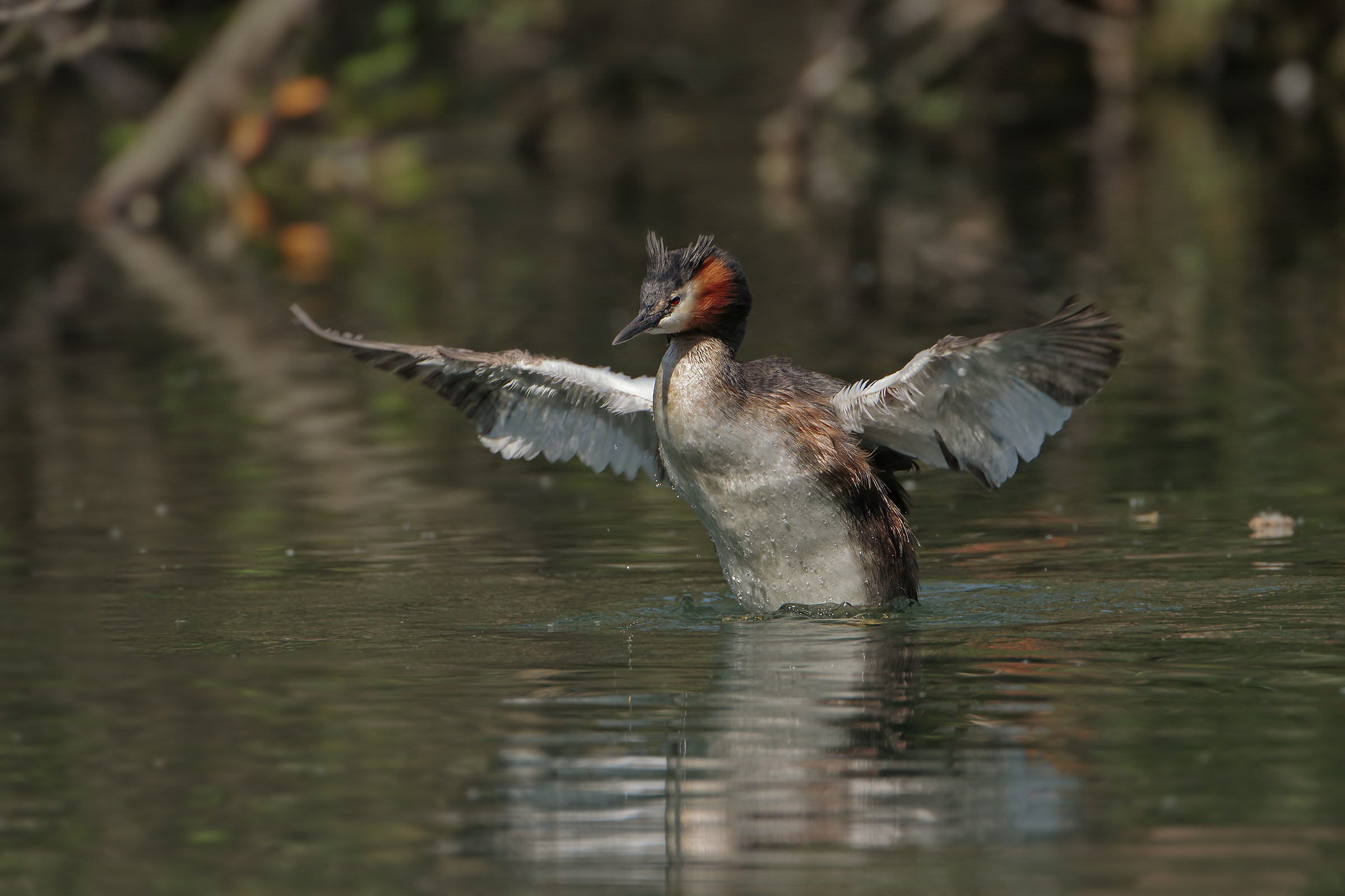 Major Crested Grebe